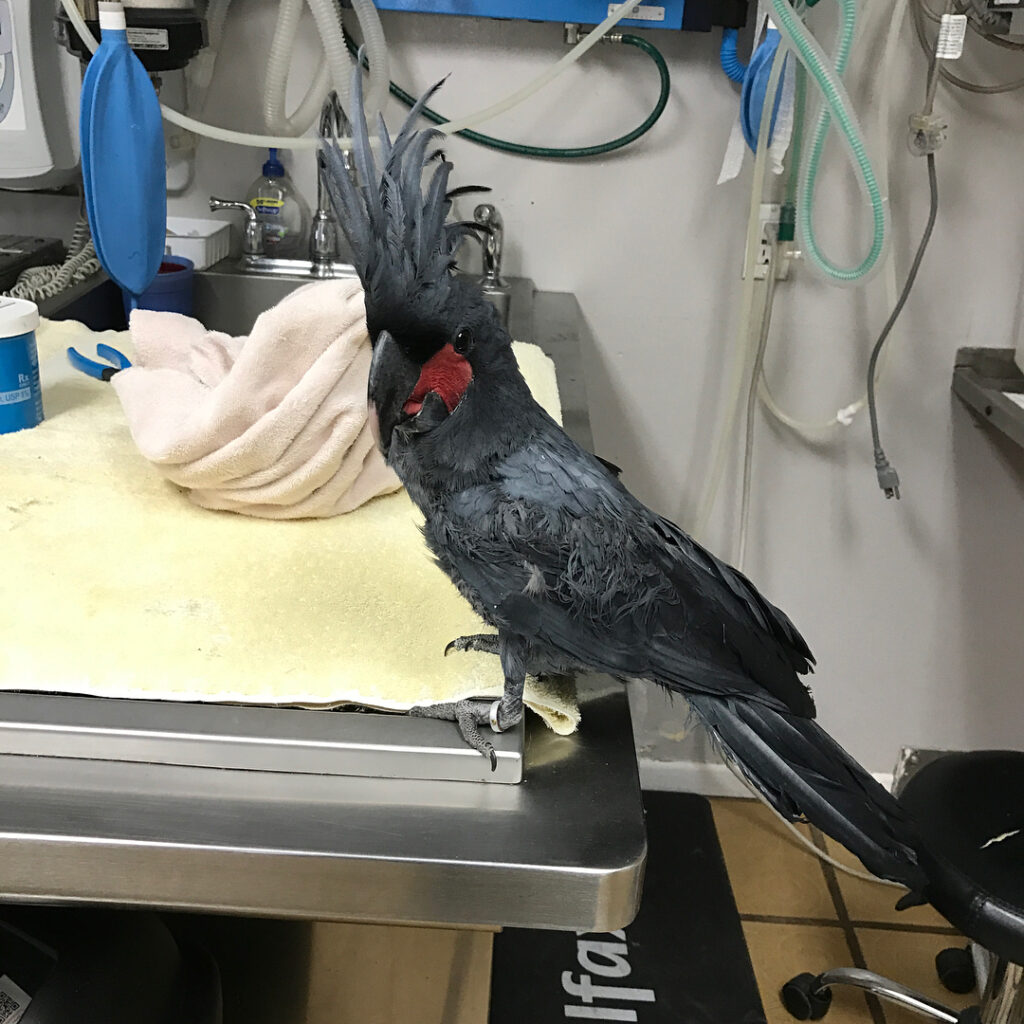 Triton Cockatoo, triton cockatoo for sale, triton cockatoo price, triton cockatoo size, triton cockatoo vs sulphur crested, triton cockatoo facts, triton cockatoo as a pet, triton cockatoo for sale in miami, triton sulphur crested cockatoo, triton cockatoo, triton cockatoos, triton cockatoo price in india, triton cockatoo price in pakistan, triton cockatoo talking, triton cockatoo baby price in pakistan, triton cockatoo lifespan, triton cockatoo personality, cockatoo triton, triton cockatoo as pet, triton cockatoo birds sale, triton cockatoo bird, triton cockatoo chicks for sale, triton crested cockatoo, triton cockatoo for sale in lahore, triton cockatoo parrots, triton cockatoo video, triton cockatoo weight,  triton cockatoo price, sulphur-crested cockatoo, triton cockatoo for sale, moluccan cockatoo, white cockatoo, bald cockatoo, difference between triton cockatoo and sulphur-crested cockatoo, palm cockatoo, How long do Triton cockatoos live?, Are Triton cockatoos loud?, What is the friendliest cockatoo?, What is the rarest cockatoo?, triton cockatoo price, triton cockatoo size, triton cockatoo for sale, blue eyed triton cockatoo, difference between triton cockatoo and sulphur-crest, How much does a blue-eyed cockatoo cost?, Do blue-eyed cockatoos make good pets?, Are blue-eyed cockatoos rare?, How much does a Triton cockatoo cost?,  blue-eyed cockatoo price, blue-eyed cockatoo vs umbrella cockatoo, blue-eyed birds, blue eyed cockatoo for sale, blue-eyed cockatoo habitat, blue-eyed cockatoo origin, triton cockatoo vs sulphur-crested, are blue-eyed cockatoo endangered, What is the difference between a sulfur crested cockatoo and a yellow crested cockatoo?, How can you tell the difference between cockatoos?, What is the rarest type of cockatoo?, Which cockatoo is the loudest?,  triton cockatoo size, triton cockatoo price, triton cockatoo for sale, sulphur-crested cockatoo lifespan, blue eyed triton cockatoo, greater sulphur-crested cockatoo size, why are cockatoos white,  How much does a cockatoo cost?, What is the most expensive cockatoo?, How long do Triton cockatoos live?, Which cockatoo is cheapest?,  moluccan cockatoo price, baby cockatoo price, galah cockatoo price, cockatoo price petco, umbrella cockatoo size, blue cockatoo price, yellow cockatoo price, What is the biggest breed of cockatoo?, How big is a full grown cockatoo?, What is the smallest cockatoo?, What is the biggest cockatoo in Australia?,  triton cockatoo price, greater sulphur-crested cockatoo size, umbrella cockatoo size, moluccan cockatoo for sale, blue eyed triton cockatoo, galerita triton, Are Triton cockatoos loud?, How much is a cockatoo bird?, How big is a Triton cockatoo?, What is the rarest cockatoo?,  moluccan cockatoo for sale, umbrella cockatoo for sale, ducorps cockatoo for sale, sulphur crested cockatoo for sale, galah cockatoo for sale, umbrella cockatoo for sale cheap, pink cockatoo price, rose breasted cockatoo for sale,