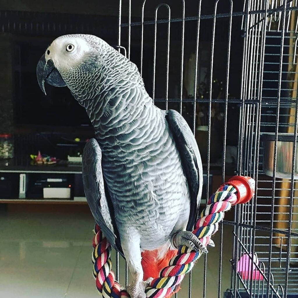 amazon parrot for sale, yellow naped amazon parrot for sale, blue fronted amazon parrot for sale, baby amazon parrot for sale, amazon parrot for sale near me, green amazon parrot for sale, double yellow headed amazon parrot for sale, orange winged amazon parrot for sale, cuban amazon parrot for sale, yellow amazon parrot for sale, baby amazon parrot for sale near me, blue amazon parrot for sale, amazon parrot for sale australia, amazon parrot for sale adelaide, amazon parrot for sale uk, amazon parrot for sale craigslist, amazon parrot for sale in karachi, amazon parrot for sale sydney, amazon parrot for sale london, amazon parrot for sale melbourne, amazon parrot for sale florida, amazon parrot for sale los angeles, amazon parrot for sale south africa, blue fronted amazon parrot for sale australia, amazon parrot for sale bay area, amazon parrot for sale san antonio tx, amazon parrot for sale in arizona, amazon parrot for sale in alabama, amazon parrot for sale in san antonio, amazon parrot for sale brisbane, amazon parrot for sale birmingham, baby amazon parrot for sale uk, baby amazon parrot for sale singapore, baby amazon parrot for sale in florida, breeding amazon parrots for sale, blue fronted amazon parrot for sale near me, baby yellow naped amazon parrot for sale, baby blue fronted amazon parrot for sale, blue yellow naped amazon parrot for sale, amazon parrot for sale canada, amazon parrot for sale cape town, amazon parrot for sale california, amazon parrot for sale calgary, amazon parrot for sale cheshire, amazon parrot for sale ct, amazon parrot for sale in colorado, amazon birds for sale in california, amazon parrot breeders canada, cuban amazon parrot for sale uk, cuban amazon parrot for sale in miami, cute amazon parrot for sale, amazon parrot for sale in california, parrot cages for sale amazon, yellow naped amazon parrot for sale in california, amazon parrot for sale dallas tx, amazon parrot for sale in dubai, amazon parrots for sale in durban, dyh amazon parrot for sale, double headed amazon parrot for sale, double yellow headed amazon parrot for sale uk, double yellow headed amazon parrot for sale in texas, double yellow headed amazon parrot for sale in california, amazon parrot for sale in san diego, where can i buy an amazon parrot, amazon parrot eggs for sale, amazon parrot eggs for sale uk, amazon parrot for sale essex, blue fronted amazon parrot eggs for sale, price of amazon parrot, amazon parrot for sale in fl, amazon parrot for sale in tampa florida, amazon birds for sale in florida, female amazon parrot for sale, festive amazon parrot for sale, amazon parrot feathers for sale, red amazon parrot for sale, amazon parrots for sale in gauteng, amazon grey parrot for sale, green cheeked amazon parrot for sale, grey amazon parrot for sale, green amazon parrot for sale uk, amazon parrot for sale gumtree, amazon parrot for sale in ga, baby green amazon parrot for sale, amazon parrot for sale houston, amazon parrots for sale in houston tx, yellow headed amazon parrot for sale, red head amazon parrot for sale, blue headed amazon parrot for sale, amazon parrot hatching eggs for sale, mexican red headed amazon parrot for sale, amazon parrot for sale in india, amazon parrot for sale in pakistan, amazon parrot for sale in islamabad, amazon parrot for sale in lahore, amazon parrot for sale ireland, amazon parrot for sale in sri lanka, amazon parrot for sale in singapore, amazon parrot for sale in florida, imperial amazon parrot for sale, amazon parrot for sale indiana, amazon parrot for sale new jersey, amazon parrot for sale in san jose, amazon parrot for sale in sydney, amazon parrots for sale in south africa, amazon parrot for sale kent, amazon parrot chick for sale in karachi, amazon parrot for sale in kansas, amazon parrot for sale in kentucky, amazon parrot for sale liverpool, amazon parrot for sale las vegas, amazon parrot for sale leicester, lilac amazon parrot for sale, yellow naped amazon parrot for sale in los angeles, red lored amazon parrot for sale, amazon parrot for sale michigan, amazon parrot for sale malaysia, amazon parrot for sale manchester, amazon parrot for sale miami, amazon parrot for sale mn, amazon parrot for sale mississauga, amazon parrot for sale in maryland, amazon parrot for sale in massachusetts, mealy amazon parrot for sale, magna amazon parrot for sale, mexican amazon parrot for sale, male amazon parrot for sale, male amazon parrot for sale uk, amazon parrot for sale nearby, amazon parrot for sale nsw, amazon parrot for sale ny, amazon parrot for sale newcastle, amazon parrot for sale nyc, yellow headed amazon parrot for sale near me, amazon naped parrot for sale, amazon parrot nest box for sale, amazon bird on sale, amazon parrot cost, amazon parrot for sale ontario, amazon parrot for sale ohio, amazon parrot for sale online, yellow naped amazon parrot for sale in orlando florida, amazon parrot for sale oregon, parrot cage for sale on amazon, amazon parrot for sale in oklahoma, amazon parrot price pakistan, panama amazon parrot for sale, puerto rican amazon parrot for sale, amazon parrot for sale pets4homes, amazon parrot pair for sale, amazon parrot for sale perth, amazon parrot for sale philippines, amazon parrot for sale in pa, amazon parrot for sale price, amazon parrot for sale in phoenix, amazon parrot for sale qld, amazon parrot for sale qatar, amazon parrot for sale queensland, amazon parrot for sale in qatar, red crowned amazon parrot for sale, red fronted amazon parrot for sale, red tailed amazon parrot for sale, amazon ringneck parrot for sale, amazon parrot for sale in rawalpindi, amazon parrot for sale scotland, amazon parrot for sale singapore, amazon parrot for sale in sc, st vincent amazon parrot for sale, st lucia amazon parrot for sale, southern mealy amazon parrot for sale, spectacled amazon parrot for sale, amazon parrot for sale toronto, amazon parrots for sale texas, amazon talking parrot for sale, amazon parrot to buy, talking amazon parrot for sale, turquoise fronted amazon parrot for sale, tame amazon parrot for sale uk, tucuman amazon parrot for sale, amazon parrot for sale texas, amazon parrot for sale uae, amazon parrot for sale usa, amazon parrots for sale uk only, blue amazon parrots for sale uk, yellow naped amazon parrot for sale uk, blue fronted amazon parrot for sale uk, amazon parrot for sale victoria, amazon parrot for sale va, vinaceous amazon parrot for sale, what is an amazon parrot, are amazon parrots good for beginners, which amazon parrot is the best talker, amazon parrot for sale wisconsin, white fronted amazon parrot for sale, amazon parrot for sale wolverhampton, white fronted amazon parrot price, cheap amazon parrots for sale, buy amazon parrot online, buy amazon parrot, parrot amazon for sale, amazon birds for sale, amazon parrot price, amazon parrot price in india, yellow crowned amazon parrot for sale, yellow fronted amazon parrot for sale, yellow shouldered amazon parrot for sale, yellow neck amazon parrot for sale, amazon parrot for.sale, amazon parrot.for sale, where can i buy a amazon parrot, how much does a amazon parrot cost, price amazon parrot, parrot amazon price, amazon parrot for adoption, craigslist amazon parrot, buy amazon parrot for sale, buy amazon parrot online, buy amazon parrot, cheap amazon parrots for sale, buy an amazon parrot, amazon parrot.for sale, craigslist amazon parrot, amazon parrot for sale mn, where to buy a amazon parrot, to buy a parrot, amazon parrot for sale online, baby amazon parrot for sale near me, where can i buy a amazon parrot,   buy amazon parrot online, where can i buy an amazon parrot, price of amazon parrot, buy an amazon parrot, how to buy a parrot online, amazon parrot.for sale, buy amazon parrot, where can i buy a amazon parrot, where to buy amazon parrot, where to buy a amazon parrot, parrot buys stuff on amazon,