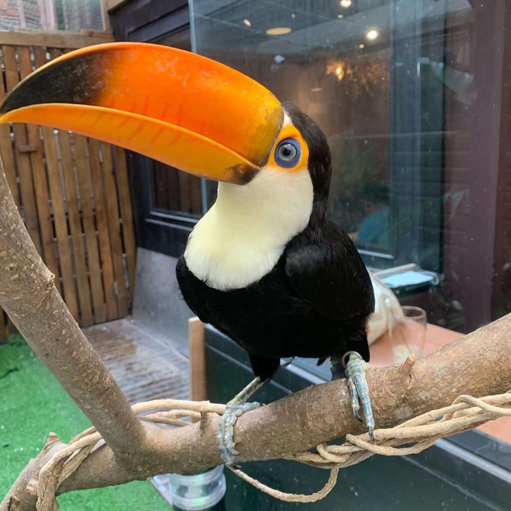 Toco Toucan1