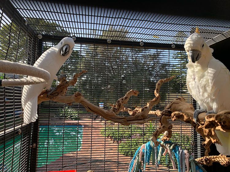 birds for adoption, birds for adoption near me, rescue birds for adoption australia, rspca birds for adoption, spca birds for adoption, exotic birds for adoption, free birds for adoption, birds for adoption in ohio, birds for adoption in florida, birds for adoption in pa, pet birds for adoption near me, birds for adoption abu dhabi, birds for adoption adelaide, birds for sale adelaide, birds for sale australia, birds for sale at petsmart, birds for sale auckland, birds for sale atlanta, birds for sale at petco, birds for sale alberta, available birds for adoption, birds for free adoption in abu dhabi, birds for adoption los angeles, birds for adoption in arkansas, birds for adoption in austin texas, birds for adoption in south africa, birds for adoption phoenix az, jojo the grey adoption and rescue for birds, birds for adoption brisbane, birds for sale brisbane, birds for sale birmingham, birds for sale bristol, birds for sale by owner near me, birds for sale belfast, birds for sale bc, birds for sale bradford, birds for sale bendigo, birds for sale bangalore, baby birds for adoption near me, big birds for adoption, budgie birds for adoption, budgie birds for adoption near me, rescue birds for adoption brisbane, birds for adoption in bangalore, birds for adoption in bahrain, birds for adoption in buffalo ny, birds for adoption bc, birds for adoption bristol, birds for adoption colorado, birds for adoption ct, birds for adoption calgary, birds for adoption cairns, birds for adoption canada, birds for adoption california, birds for sale craigslist, birds for sale cape town, birds for sale cairns, craigslist birds for adoption, cockatiel birds for adoption, canary birds for adoption, conure birds for adoption, cockatoo birds for adoption, caique birds for adoption, cheap birds for adoption, birds for adoption in california, birds for adoption dallas, birds for adoption dubai, birds for adoption dubizzle, birds for adoption darwin, birds for adoption durban, birds for adoption durham region, birds for adoption dunedin, birds for sale durban, birds for sale dallas, birds for sale dublin, birds for free adoption in dubai, dubizzle birds for free adoption, birds for adoption san diego, birds for adoption in delhi, birds for adoption in durban, birds for free adoption in delhi, birds for adoption edmonton, birds for sale edmonton, birds for sale edinburgh, birds for sale el paso, birds for sale essex, birds for sale eastbourne, birds for sale east sussex, birds for sale east rand, birds for sale exeter, birds for sale east london, exotic birds for adoption near me, exotic birds for adoption in india, how much does it cost to adopt a bird, how to adopt a bird, how much does it cost to adopt a parrot, is adopting a bird free, birds for adoption florida, birds for adoption free, birds for free adoption in singapore, birds for free adoption near me, birds for sale florida, birds for sale fort worth, birds for sale facebook, birds for sale fresno, birds for sale fort lauderdale, free birds for adoption near me, florida parrot rescue birds for adoption, free birds for adoption in chennai, small pets and birds for free adoption in singapore, birds for sale gumtree, how much to adopt a bird, how to adopt a baby bird, gabriel foundation birds for adoption, greyhaven birds for adoption, birds for adoption in georgia, birds for adoption in atlanta georgia, can you adopt a bird for free, birds for adoption houston, birds for adoption halifax, birds for sale houston, birds for sale hull, birds for sale hamilton, birds for sale hobart, birds for sale hervey bay, birds for sale hyderabad, birds for sale hampshire, birds for sale halifax, humane society birds for adoption, how to put birds up for adoption, birds for adoption in hyderabad, birds for adoption in hamilton, toronto humane society birds for adoption, birds for adoption in texas, birds for adoption in maine, birds for adoption in nj, birds for adoption in maryland, birds for adoption in michigan, birds for adoption in indiana, birds for adoption in singapore, birds for adoption in sharjah, birds for adoption new jersey, birds for adoption in jaipur, birds for adoption in jeddah, birds for adoption jacksonville fl, birds for adoption in jalandhar, birds for adoption in san jose, birds for sale karachi, birds for sale kijiji, kijiji free birds for adoption toronto, birds for adoption in kansas, birds for adoption in kentucky, birds for adoption kansas city, birds for adoption in kuwait, birds for adoption in louisville ky, birds for adoption in kolkata, parrot to adopt near me, birds for adoption long island, birds for adoption las vegas, birds for adoption london, birds for sale london, birds for sale los angeles, birds for sale las vegas, birds for sale liverpool, birds for sale leicester, birds for sale lahore, love birds for adoption, love birds for adoption in singapore, large birds for adoption, live birds for adoption, local birds for adoption, birds for adoption in louisiana, birds for adoption mn, birds for adoption michigan, birds for adoption massachusetts, birds for adoption melbourne, birds for adoption montreal, birds for adoption miami, birds for adoption mississauga, birds for adoption malta, birds for adoption mackay, bird for adoption malaysia, mspca birds for adoption, macaw birds for adoption, birds for adoption in mumbai, love birds for adoption near me, birds for adoption nyc, birds for adoption nj, birds for adoption nc, birds for adoption near rochester ny, birds for adoption near richmond va, birds for adoption nz, birds for adoption nsw, birds for adoption nh, birds for adoption north carolina, birds for adoption new york, birds for adoption in nc, birds available for adoption near me, birds for adoption ohio, birds for adoption ontario, birds for adoption ottawa, birds for adoption oregon, birds for adoption oahu, birds for sale online, birds for sale ontario, birds for sale orlando, birds for sale on craigslist, birds for sale on gumtree, older birds for adoption, ringneck birds for sale or adoption, birds for sale or adoption near me, birds for adoption in columbus ohio, birds for adoption in oklahoma, birds for adoption in oregon, birds for sale or adoption in nova scotia, birds for adoption perth, birds for adoption petfinder, birds for adoption pa, birds for adoption pune, birds for sale perth, birds for sale pretoria, birds for sale phoenix, birds for sale philippines, birds for sale peterborough, phoenix landing birds for adoption, petsmart birds for adoption, parakeet birds for adoption, petco birds for adoption, rescue birds for adoption perth, birds for adoption in pune, birds for adoption qld, birds for adoption qatar, birds for sale qld, birds for sale quezon city, birds for sale queanbeyan, birds for sale qatar, birds for sale queens ny, birds for sale quad cities, bird adoption queensland, birds for sale ipswich qld, birds for adoption in qatar, birds for adoption rspca, birds for sale rockhampton, birds for sale raleigh nc, birds for sale rawalpindi, birds for sale rochester ny, birds for sale regina, birds for sale richmond va, birds for sale riverside, birds for sale rhode island, rescue birds for adoption, rescue birds for adoption melbourne, rescue birds for adoption sydney, rescue birds for adoption victoria, rescue birds for adoption uk, birds for adoption san antonio, birds for adoption singapore birds for adoption sydney, birds for adoption spca, birds for sale sydney, birds for sale singapore, birds for sale scotland, birds for sale south africa, birds for sale san antonio, special needs birds for adoption, senior birds for adoption, small birds for adoption, birds for adoption texas, birds for adoption toronto, birds for adoption tucson, birds for adoption thane, birds for adoption thunder bay, birds for sale townsville, birds for sale toronto, birds for sale toowoomba, birds for sale tasmania, birds for sale tampa, talking birds for adoption, talking birds for adoption near me, tropical birds for adoption, birds for adoption in tennessee, birds for adoption uk, birds for adoption uae, birds for adoption utah, birds for sale uk, birds for sale uk delivery, birds for sale utah, birds for sale usa, birds for sale uae, birds for sale under $100, birds for sale uxbridge, birds up for adoption, birds up for adoption near me, birds for adoption in utah, birds for adoption in uae, birds for free adoption in uae, rescue birds up for adoption, birds for adoption victoria, birds for adoption vancouver, birds for adoption virginia, birds for adoption vancouver island, birds for sale victoria, birds for sale vancouver, birds for sale vancouver island, birds for sale victoria bc, birds for sale vanderbijlpark, birds for sale virginia beach, birds for adoption in va, birds for adoption in virginia, birds for adoption in winchester va, birds for adoption wisconsin, birds for adoption washington, birds for adoption winnipeg, birds for adoption wa, birds for adoption wolverhampton, birds for sale wa, birds for sale wollongong, birds for sale western cape, birds for sale west midlands, birds for sale wolverhampton, where to list birds for adoption, birds for adoption in washington state, birds for adoption in wisconsin, birds for adoption in wv, birds for adoption in wilmington delaware, birds for.adoption, birds for adoption near new york ny, birds adoption center near me, birds to adopt for free, birds for adoption in arizona, adopt birds for free, birds.for.adoption, 2 birds farm, 2 birds church, 3 birds farm, 3 birds accessibility, 3 adaptations birds have for flight, 3 birds accessibility solutions, 4 birds, 4 birds bakery, 5 birds farm, 5 bird facts, 5 birds of prey, 5 adaptations of birds, 5 birds farm woodstock vt, 6 birds, 6 birds auspicious multiplier, 7 birds design, 7 birds of prey, 7 birds, 7 birds spiritual meaning, 7 birds meaning, 8 birds, adopting birds for free, adoption for birds,