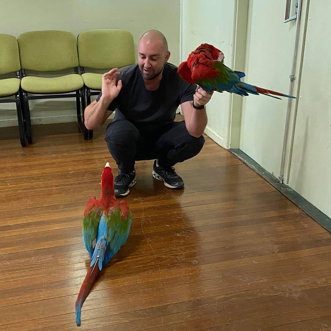 african grey parrot, african grey parrot for sale, african grey parrot price, african grey parrot lifespan, african grey parrot for sale near me, alex the african grey parrot, african grey parrot talking, baby african grey parrot, buy african grey parrot, how long does an african grey parrot live, oldest african grey parrot, african grey parrot adoption, african grey parrot age, african grey parrot alex, african grey parrot aviary, african grey parrot as pet, african grey parrot age span, african grey parrot average price, african grey parrot aviary reviews, african grey parrot appearance, african grey parrot and cats, african grey parrot intelligence, african grey parrot sound, african grey parrot price near me, african grey parrot size, african grey parrot baby, african grey parrot behavior, african grey parrot breeders near me, african grey parrot baby price, african grey parrot buy, african grey parrot bite, african grey parrot babies for sale near me, african grey parrot brain, african grey parrot breeding, african grey parrot breeding age, baby african grey parrot for sale near me, best food for african grey parrot, baby african grey parrot price, best cage for african grey parrot, buy african grey parrot online, best pellet food for african grey parrot, buy african grey parrot near me, best toys for african grey parrot, african grey parrot cage, african grey parrot care, african grey parrot cage size, african grey parrot colors, african grey parrot characteristics, african grey parrot cursing, african grey parrot care sheet, african grey parrot congo vs timneh, african grey parrot can talk, african grey parrot cages for sale near me, cost of african grey parrot, chanel african grey parrot, cheap african grey parrot for sale, congo african grey parrot, cage for african grey parrot, can an african grey parrot bite your finger off, cheap african grey parrot for sale near me, congo african grey parrot for sale, can you potty train an african grey parrot, congo african grey parrot price, african grey parrot diet, african grey parrot description, african grey parrot dancing, african grey parrot diet in captivity, african grey parrot diet in the wild, african grey parrot diseases, african grey parrot drooping wings, african grey parrot drawing, african grey parrot dream meaning, african grey parrot diet plan, difference between male and female african grey parrot, does african grey parrot talk, do you need a licence for an african grey parrot, dancing african grey parrot, diet of african grey parrot, dreaming of african grey parrot, depressed african grey parrot, does all african grey parrot talk, do african grey parrot bite, african grey parrot endangered, african grey parrot einstein, african grey parrot enclosure, african grey parrot endangered status, african grey parrot egg laying, african grey parrot eyes, african grey parrot extinct, african grey parrot environment, african grey parrot eat, african grey parrot enrichment, einstein the african grey parrot, egg bound african grey parrot, east african grey parrot, endangered african grey parrot, eye color of african grey parrot, eating african grey parrot, eggplant for african grey parrot, etsy shop african grey parrot, african grey parrot eggs for sale, african grey parrot laying eggs without a mate', african grey parrot food, african grey parrot for adoption, african grey parrot facts, african grey parrot food list, african grey parrot fun facts, african grey parrot flying, african grey parrot female, african grey parrot for sale baby, free african grey parrot for adoption, female african grey parrot, food for african grey parrot, female african grey parrot for sale, famous african grey parrot, free african grey parrot, found african grey parrot, funny african grey parrot, fertile african grey parrot eggs, facts about the african grey parrot, african grey parrot gifts, african grey parrot green, african grey parrot gif, african grey parrot growling, african grey parrot good pets, african grey parrot gizmo, african grey parrot grunting, african grey parrot gender, african grey parrot gone quiet, african grey parrot glasgow, gumtree african grey parrot, green african grey parrot, ghana african grey parrot, gizmo african grey parrot, gender of african grey parrot, african grey parrot for sale glasgow, african grey parrot for sale gumtree, african grey parrot free to good home, african grey parrot for sale gold coast, african grey parrot habitat, african grey parrot how much, african grey parrot how many words, african grey parrot how smart, african grey parrot health issues, african grey parrot how long do they live, african grey parrot hatching eggs, african grey parrot habitat map, african grey parrot history, african grey parrot how to care for, how much is an african grey parrot, how much does an african grey parrot cost, how to train an african grey parrot not to bite, how to train african grey parrot, how much is an african grey parrot uk, how many times to feed african grey parrot baby, how to care for an african grey parrot, how to take care of an african grey parrot, how to treat a sick african grey parrot, african grey parrot iq, african grey parrot in spanish, african grey parrot images, african grey parrot intelligence level, african grey parrot information, african grey parrot in the wild, african grey parrot interesting facts, african grey parrot iucn red list, african grey parrot illegal, is african grey parrot endangered, is african grey parrot a good pet, iq of african grey parrot, is african grey parrot legal in india, is it legal to own an african grey parrot, information about african grey parrot, is african grey parrot farm legit, images of african grey parrot, i need to rehome my african grey parrot, intelligence of african grey parrot, african grey parrot jokes, african grey parrot jiji, african grey parrot jewelry, african grey parrot jungle, african grey parrot jenis, african grey parrot in jeddah, perbedaan african grey parrot jantan dan betina, african grey parrot for sale johannesburg, african grey parrot for sale jacksonville fl, african grey parrot price in jaipur, jual african grey parrot, juvenile african grey parrot, jual african grey parrot jakarta, jual anakan african grey parrot, juice for african grey parrot, african grey parrot for sale in jamaica, african grey parrot for sale in new jersey, african grey parrot for sale in jeddah, african grey parrot kaufen, african grey parrot kopen, african grey parrot kijiji, african grey parrot kenya, african grey parrot kerala, african grey parrot kuwait, african grey parrot kissing, african grey parrot kijiji toronto, african grey parrot knitting pattern, african grey parrot keeps scratching, kelo the african grey parrot, keeping an african grey parrot, kijiji african grey parrot, kerala african grey parrot, african grey parrot price in kolkata, african grey parrot for sale kent, african grey parrot price in karachi, african grey parrot price in kuwait, african grey parrot price in kenya, african grey parrot in kolkata, african grey parrot lifespan in captivity, african grey parrot last words, african grey parrot live, african grey parrot location, african grey parrot life cycle, african grey parrot laying eggs, african grey parrot language, african grey parrot losing feathers, african grey parrot lifespan in home, lifespan of african grey parrot, life expectancy of african grey parrot, lost african grey parrot, longest living african grey parrot, life of african grey parrot, looking after an african grey parrot, living with an african grey parrot, lost african grey parrot uk, large african grey parrot cages, live african grey parrot for sale, african grey parrot male vs female, african grey parrot meme, african grey parrot mimicking, african grey parrot mating call, african grey parrot maintenance, african grey parrot mutations, african grey parrot mating dance, african grey parrot music, african grey parrot molting period, african grey parrot meaning, male african grey parrot for sale, male vs female african grey parrot, male african grey parrot, missing african grey parrot, macaw african grey parrot, my african grey parrot laid an egg, music for african grey parrot, macaw african grey parrot price, my african grey parrot is not talking, max the african grey parrot, african grey parrot near me, african grey parrot names, african grey parrot noise, african grey parrot natural habitat, african grey parrot needs, african grey parrot native habitat, african grey parrot nest, african grey parrot news, african grey parrot named alex, african grey parrot noise level, newborn african grey parrot baby, names for african grey parrot, normal weight for african grey parrot, nest box for african grey parrot, n'kisi the african grey parrot, neo african grey parrot, naughty african grey parrot, national geographic african grey parrot, newborn african grey parrot for sale, name my african grey parrot, african grey parrot origin, african grey parrot ornament, african grey parrot oldest, african grey parrot ordering from alexa, african grey parrot on youtube, african grey parrot olx, african grey parrot olx karachi, african grey parrot olx rawalpindi, african grey parrot origin country, african grey parrot olx lahore, onion african grey parrot, owning african grey parrot, owning an african grey parrot facts, old african grey parrot, old african grey parrot for sale, origin of african grey parrot, oldest living african grey parrot, online african grey parrot for sale, older african grey parrot, african grey parrot pet, african grey parrot plush, african grey parrot pictures, african grey parrot population, african grey parrot predators, african grey parrot price in india, african grey parrot painting, african grey parrot price baby, price of african grey parrot, price of african grey parrot in india, pet african grey parrot, price of african grey parrot in pakistan, pictures of african grey parrot, price of african grey parrot in south africa, pink african grey parrot, purchase african grey parrot, price of baby african grey parrot, petsmart african grey parrot, african grey parrot quotes, african grey parrot qatar, african grey parrot quran, african grey parrots quiet, african grey parrot existential question, african grey parrot answering questions, african grey parrot very quiet, african grey parrot vs quaker, african grey parrot for sale queensland, quality african grey parrot, alex was an african grey parrot who could quizlet, african grey parrot for sale in qatar, african grey parrot for sale qld, african grey vs quaker parrot, alex was an african grey parrot who displayed quizlet, african grey parrot rescue, african grey parrot range, african grey parrot reproduction, african grey parrot research, african grey parrot rescue california, african grey parrot rehoming, african grey parrot rare, african grey parrot red, african grey parrot red factor, red african grey parrot, are african grey parrots endangered, red african grey parrot price, are african grey parrots good pets, rehome african grey parrot uk, are african grey parrots loud, raising an african grey parrot, are african grey parrots smart, are african grey parrots friendly, red factor african grey parrot, african grey parrot scientific name, african grey parrot sick symptoms, african grey parrot stuffed animal, african grey parrot singing, african grey parrot smartest, african grey parrot speaking, african grey parrot smart, south african grey parrot, scottish african grey parrot, smartest african grey parrot, sound of african grey parrot, smart african grey parrot, size of african grey parrot, sick african grey parrot, small african grey parrot, smokey the african grey parrot, swearing african grey parrot, african grey parrot toys, african grey parrot timneh, african grey parrot tattoo, african grey parrot tickle tickle, african grey parrot training, african grey parrot treats, african grey parrot tiktok, african grey parrot taxonomy, talking african grey parrot, the african grey parrot, talking african grey parrot for sale, travel cage for african grey parrot, talking african grey parrot einstein, timneh african grey parrot, types of african grey parrot, temperature for african grey parrot, taking care of an african grey parrot, timneh african grey parrot male or female, african grey parrot utah, african grey parrot uganda, african grey parrot uk, african grey parrot uae, african grey parrot uses alexa, african grey parrot upkeep, african grey parrot usa, african grey parrot used in court, african grey parrot uv light, african grey parrot unwell, used african grey parrot cages, african grey parrot for sale uk, african grey parrot breeders uk, african grey parrot cages uk, african grey parrot price uae, african grey parrot eggs for sale uk, african grey parrot price in usa, african grey parrot for sale uk gumtree, african grey parrot toys uk, african grey parrot videos, african grey parrot vocabulary, african grey parrot vs macaw, african grey parrot vs cockatoo, african grey parrot value, african grey parrot vet near me, african grey parrot vision, african grey parrot vitamins, african grey parrot virginia, african grey parrot vs amazon parrot, volkman african grey parrot food, vegetables for african grey parrot, video african grey parrot talking, vocabulary of african grey parrot, volkman african grey parrot food 20 lb, vomiting in african grey parrot, voice of african grey parrot, vaccination for african grey parrot, video of alex the african grey parrot, veggies for african grey parrot, african grey parrot weight, african grey parrot worth, african grey parrot words, african grey parrot wings, african grey parrot wallpaper, african grey parrot wikipedia, african grey parrot wild, african grey parrot what do they eat, african grey parrot wingspan, african grey parrot where to buy, where to buy african grey parrot, where can i buy an african grey parrot, which is better male or female african grey parrot, what to feed african grey parrot, where can i buy an african grey parrot near me, what is the lifespan of an african grey parrot, what does an african grey parrot sound like, what is the iq of an african grey parrot, what is the average lifespan of an african grey parrot, what is the price of african grey parrot in india, african grey parrot and dogs, african grey parrot and cockatiel, african grey parrot and macaw, african grey parrot and peanuts, african grey parrot and tomatoes, african grey parrot and blueberries, african grey parrot and baby, african grey parrot and pregnant, african grey parrot and pecans, the african grey parrot price, the african grey parrot for sale, african grey.parrot, wild african grey parrot for sale, african grey parrot youtube, african grey parrot years to human years, african grey parrot yawning, african grey parrot yellow eyes, african grey parrot young, einstein african grey parrot youtube, african grey parrot sounds youtube, african grey parrot new york, african grey parrot two years old, do african grey parrots yawn, youtube african grey parrot, young african grey parrot, youtube african grey parrot singing, youtube african grey parrot einstein, young african grey parrot for sale, youtube african grey parrot swearing, youtube african grey parrot chanel, where can you buy an african grey parrot, can you own an african grey parrot in australia, african grey parrot zoo swearing, african grey parrot zoo, african grey parrot zu verkaufen, african grey parrot zupreem, african grey parrots removed from zoo, is an african grey a parrot, why is my african grey parrot not talking, do african grey parrots cough, african grey talking parrot price, do all african grey parrots talk, zupreem african grey parrot, african grey parrot swearing at zoo, how much is a african grey parrot in south africa, african grey baby parrot price, african grey baby parrots, rare african grey parrot, 1 year old african grey parrot, 12 week old african grey parrot, 11 week old african grey parrot, are african grey parrots dangerous, african grey parrot with 1 leg, are african grey parrots rare, african grey parrots price in pakistan, african grey parrot two types, african grey parrot price in india 2021, african grey parrot price in india 2022, african grey parrot price in india 2020, african grey parrot price in kolkata 2021, african grey parrot price in bangladesh 2021, african grey parrot price in bangladesh 2022, 2 year old african grey parrot, can you have 2 african grey parrots, african grey parrot 3d, african grey parrot 3 months old, 3 week old african grey parrot, 3 year old african grey parrot, 3 months old african grey parrot, 3 types of african grey parrots, african grey parrot 4 months, african grey parrot for sale scotland, african grey parrot for sale melbourne, african grey parrot for sale london, 4 month old african grey parrot, 4 year old african grey parrot, personality of african grey parrot, african grey parrot 5 weeks, 5 month old african grey parrot, 5 year old african grey parrot, are african grey parrots hard to take care of, 5 african grey parrots swearing, what should african grey parrots not eat, what not to feed african grey parrots, african grey parrot 6 months old, 6 week old african grey parrot, do african grey parrots need grit, 6 month old african grey parrot, 7 month old african grey parrot, 8 month old african grey parrot, 8 week old african grey parrot, grey african parrot facts, congo african grey parrot lifespan, congo african grey personality,