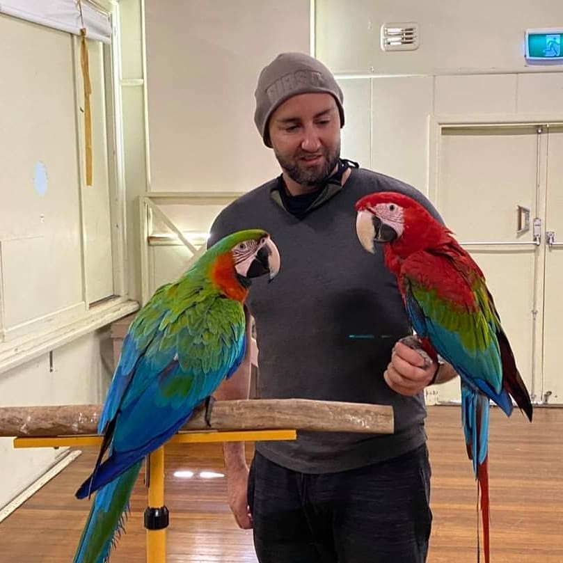 buy african grey parrot, where can i buy african grey parrot, buy african grey parrot near me, best place to buy african grey parrot, best age to buy african grey parrot, where to buy african grey parrot in singapore, want to buy african grey parrot, buy african grey parrot baby, where to buy african grey parrot in india, looking to buy african grey parrot, buy african grey parrot online, buy african grey parrot australia, african grey parrot alex, african grey parrot adoption, african grey parrot age, african grey parrot age span, african grey parrot as pet, buy an african grey parrot, african grey parrot adoption near me, african grey parrot and cats, african grey parrot asks what color he is, where can i buy an african grey parrot, where to buy an african grey parrot, where can i buy an african grey parrot near me, where can you buy an african grey parrot, where to buy an african grey parrot near me best place to buy an african grey parrot, should i buy an african grey parrot, looking to buy an african grey parrot, african grey parrot baby, african grey parrot breeding age, african grey parrot breeders, african grey parrot baby price in india, african grey parrot body language, african grey parrot breeders uk, african grey parrot babies for sale, african grey parrot behavior, african grey parrot breeding season, buy african grey parrot eggs, buy african grey parrot in usa, buy african grey parrot canada, buy african grey parrot chandigarh, buy african grey parrot colorado, african grey parrot cost, african grey parrot cage, african grey parrot cages for sale, african grey parrot chanel, african grey parrot cost in india, african grey parrot cage size, african grey parrot chop recipe, can you buy african grey parrot eggs, can you buy an african grey parrot in the uk, buy congo african grey parrot, buy cheap african grey parrot, where do you buy an african grey parrot, is an african grey a parrot, african grey parrots price in pakistan, parrot african grey price, do you need a licence for an african grey parrot, african grey parrot eggs for sale, african grey parrot endangered, african grey parrot einstein, african grey parrot eggs for sale uk, african grey parrot eggs for sale near me, african grey parrot eye color age, african grey parrot egg laying, african grey parrot egg price in india, african grey parrot eggs for sale in pakistan, ebay african grey parrots for sale, african grey parrot ebay, ebay uk african grey parrots for sale, what not to feed african grey parrots, 3 types of african grey parrots, buy african grey parrot florida, african grey parrot buy food, how to buy a african grey parrot, buy baby african grey parrot, buy an african gray parrot, how to buy african grey parrot, how can i buy an african grey parrot, do african grey parrots carry diseases, buy african grey parrot online india, african grey parrot intelligence, african grey parrot iq, african grey parrot images, african grey parrot information, african grey parrot in the wild, african grey parrot in india, african grey parrot in hindi, african grey parrot in bangalore, i want to buy african grey parrot, african grey parrot buy online india, how much is it to buy an african grey parrot, buy african grey parrot in pune, buy african grey parrot in bangalore, buy an african grey, are african grey parrots legal in australia, are african grey parrots legal in california, how much to buy an african grey parrot, buy african grey parrot in mumbai, how much is a african grey parrot in south africa, buy african grey parrot nz, buy african grey parrot nyc, buy african gray parrot near me, african grey parrot names, african grey parrot noises, african grey parrot near me for sale, african grey parrot nesting behavior, african grey parrot noise level, african grey parrot not eating, buy african grey parrot oregon, african grey parrot olx, african grey parrot online shopping, african grey parrot owner murdered, african grey parrot origin, african grey parrot olx rawalpindi, african grey parrot olx lahore, african grey parrot ordering from alexa, african grey parrot pair price in pakistan, buy african grey parrot sydney, buy african grey parrot south africa, african grey parrot to buy, where to buy african grey parrot near me, buy timneh african grey parrot, where to buy african grey parrot baby, buy african grey parrot uk, african grey parrot uae, african grey parrot uganda, african grey parrot uses alexa, african grey parrot upkeep, african grey parrot usa, african grey parrot used in court, african grey parrot uv light, african grey parrot unwell, cost of an african gray parrot, buying an african grey parrot, where to buy african grey parrot, where to buy african grey parrot eggs, where to buy african grey parrot in bangalore, can you buy an african grey parrot, purchase african grey parrot, 6 month old african grey parrot, african grey parrot in usa, buy african grey parrot in usa, african grey parrot price in usa, african grey parrot for sale in usa, african grey parrot eggs for sale in usa, is an african grey a parrot, do you need a licence for an african grey parrot, is african grey parrot legal in india, what does an african grey parrot sound like, grey african parrot cost, grey african parrot price, congo african grey parrot for sale, congo african gray parrot price, african grey price in usa african grey.parrot, african grey parrot in court, african grey parrot dangerous, african grey parrots price in pakistan, ghana african grey parrot, grey african parrot facts, african grey parrot history,, african grey parrot habitat, grey parrot price in usa, is african grey parrot endangered, is african grey parrot a good pet, african grey parrot illegal, african grey parrot in spanish, african gray parrot price in usa, african grey parrot for sale usa, white african grey parrot price, black african grey parrot, african grey parrot legal in california, the african grey parrot price, male african grey parrot, grey african macaw, old african grey parrot for sale, old african grey parrot, old african grey, african grey parrot price usa, parrot african grey price, african grey parrot pair price in pakistan, which african grey is the smartest, african grey parrot iq, are african grey parrots illegal, are african grey parrots legal in california, are african grey parrots friendly, are african grey parrots intelligent, are african grey parrots endangered, african grey parrot for sale us, african grey parrots for sale in the usa, are african grey parrots dangerous, the african grey parrot for sale, the african gray parrot, the african grey parrot, african grey parrot vs amazon, african grey parrot vs cockatoo, african grey parrot female vs male, white african grey parrot, african grey parrot in wild, african grey parrot where to buy, yellow african parrot, young african grey parrots for sale, yellow african grey, african grey parrot zoo, african grey parrot info, african grey baby parrot price, two african grey parrots together, african gray parrot, african grey parrot in the wild, 5 african grey parrots swearing, 5 african gray parrots swearing, 6 month old african grey parrot, african grey parrot interesting facts, african grey parrot population,