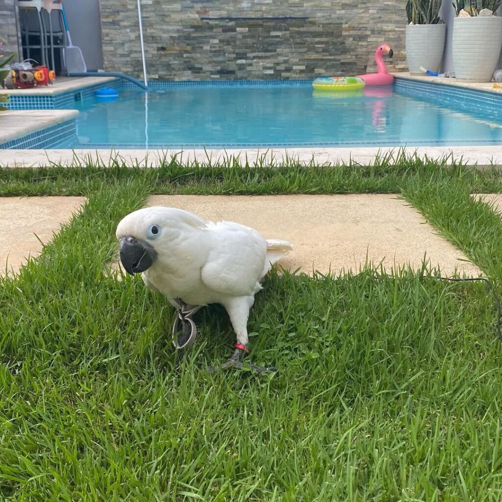 Umbrella Cockatoo Parrots for Sale – Intelligent, Affectionate & Ready to Join Your Family  The Umbrella Cockatoo (Cacatua alba) is one of the most affectionate and social parrot species, famous for its charming crest, white plumage, and loving temperament. At Daniel Max Birds Online Shop, we offer hand-raised Umbrella Cockatoos for sale, available as chicks, tame adults, and fertile eggs — all DNA-sexed, vaccinated, and socialized.  These parrots thrive on companionship and can form lifelong bonds with their owners. With the right care, Umbrella Cockatoos become incredibly loyal, entertaining, and interactive members of the household.  Why Buy an Umbrella Cockatoo from Daniel Max Birds?  ✅ Hand-fed from a young age for maximum socialization  ✅ Cage-trained and house-trained for easy integration into your home  ✅ DNA-tested males and females available  ✅ Fully vaccinated and vet-checked  ✅ Friendly, playful, and safe around children and other pets  ✅ Fertile Umbrella Cockatoo eggs and breeding pairs available  ✅ Worldwide shipping with CITES documentation and health certificates  🛒 Buy Umbrella Cockatoo Online today – ethical breeding, expert care, and international delivery.  Choose From:  🐣 Baby Umbrella Cockatoos for sale – Perfect for bonding and training  🦜 Tame adult Umbrella Cockatoos – Ready for companionship or breeding  🥚 Fertile Umbrella Cockatoo eggs for sale – Carefully packed and shipped  💑 Umbrella Cockatoo breeding pairs – DNA-matched and proven  Each bird is raised with daily handling, toys, and mental stimulation to develop a gentle and curious personality.  Essentials for Your Umbrella Cockatoo  Get everything you need to welcome your new parrot:  🏠 Cockatoo cages for sale – Spacious, durable, and secure  🥗 Cockatoo food & supplements – Specially formulated for large parrots  🎠 Toys & Enrichment – To keep your bird engaged and mentally healthy  Looking for something local? Try searching Umbrella Cockatoo cage for sale near me or browse our curated shop for trusted quality.  Legal, Safe, and Ethical Delivery  We ensure a professional and safe experience with every bird:  📄 DNA certification & health record  💉 Up-to-date vaccines  📦 Temperature-controlled crates for shipping  📑 All legal export/import and CITES documents  💬 Expert after-sale support for diet, housing, and behavior  Want to learn more about Umbrella Cockatoos? Visit the Lafeber Vet Guide.  Bring Home the Ultimate Companion Parrot Today  Due to their loyal nature and intelligence, Umbrella Cockatoos are in high demand worldwide. If you’re ready for a long-term companion that loves to snuggle, play, and even talk, don’t wait.  ✅ Transparent pricing ✅ Worldwide shipping ✅ Trusted by exotic bird lovers globally  📦 Shop Umbrella Cockatoo Parrots Now at Daniel Max Birds – Exceptional birds, professional care, global service.