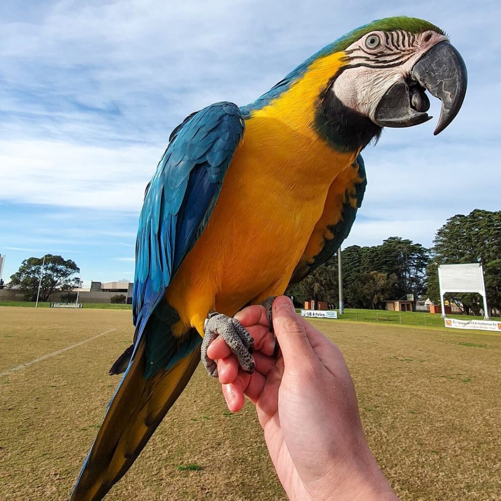 Gold Macaw Parrots for Sale – Vibrant, Intelligent & Full of Personality  The Gold Macaw Parrot, also known as the Blue and Gold Macaw, is one of the most popular large parrot species in the world—prized for its striking golden-yellow and turquoise-blue feathers, strong speaking ability, and loving temperament. At Daniel Max Birds, we offer hand-raised Gold Macaws for sale, including baby Gold Macaws, tame adults, breeding pairs, and fertile eggs — all DNA-registered, vaccinated, and ready for lifelong companionship.  Whether you're looking to buy a Gold Macaw online for your home, aviary, or breeding program, our parrots are socialized, cage-trained, and shipped with full documentation worldwide. Why Buy a Gold Macaw from Daniel Max Birds?      ✅ Hand-fed and house-trained for smooth transitions into your home      ✅ DNA-tested male and female Gold Macaws available      ✅ Fully vaccinated, vet-checked, and in peak health      ✅ Known for strong talking ability and bonding behavior      ✅ Safe for homes with children and other pets      ✅ Fertile Blue and Gold Macaw eggs for sale      ✅ Worldwide shipping with CITES permits and health papers      🛒 Buy Gold Macaw Parrot Online – Your trusted source for exotic birds, expert care, and safe delivery.  Our Gold Macaw Options Include:      🐣 Baby Gold Macaws for sale – Raised by hand for optimal socialization      🦜 Tame adult Gold Macaws – Perfect for immediate companionship or breeding      💞 Gold Macaw breeding pairs – Proven, DNA-matched, and healthy      🥚 Fertile Gold Macaw eggs for sale – Packed safely with incubation support  Every parrot we raise is surrounded by toys, enrichment, and daily handling to develop their playful and affectionate nature. Essential Accessories for Gold Macaws  We also provide everything you need to give your bird a healthy, enriched life:      🏡 Macaw cages for sale – Extra-large and durable      🥗 Macaw food & supplements – Designed for large parrots      🎠 Toys & perches – For mental stimulation and fun  Need something locally? Try searching Gold Macaw cage for sale near me for alternatives or enjoy the convenience of expert-selected items shipped to your door. Professional Global Shipping  Every Gold Macaw for sale at Daniel Max Birds comes with:      📄 DNA certification and health record      💉 Updated vaccinations      📦 Climate-controlled shipping containers      📑 Full CITES paperwork for international delivery      💬 Expert care support and guidance  We ship safely and legally across the USA, UK, Canada, Australia, UAE, South Africa, and more. Adopt a Gold Macaw Today – Colorful, Intelligent, and a Joy for Life  With their bold personalities and dazzling looks, Gold Macaws are the ideal choice for bird lovers seeking a lifelong feathered friend. Don’t miss out—these parrots are in high demand and limited availability.      ✅ Trusted by bird enthusiasts worldwide     ✅ Transparent pricing and expert care     ✅ Full after-sale support  📦 Shop Gold Macaw Parrots Now at Daniel Max Birds – Vibrant colors. Trusted quality. Worldwide delivery.Gold Macaw Parrots for Sale – Vibrant, Intelligent & Full of Personality  The Gold Macaw Parrot, also known as the Blue and Gold Macaw, is one of the most popular large parrot species in the world—prized for its striking golden-yellow and turquoise-blue feathers, strong speaking ability, and loving temperament. At Daniel Max Birds, we offer hand-raised Gold Macaws for sale, including baby Gold Macaws, tame adults, breeding pairs, and fertile eggs — all DNA-registered, vaccinated, and ready for lifelong companionship.  Whether you're looking to buy a Gold Macaw online for your home, aviary, or breeding program, our parrots are socialized, cage-trained, and shipped with full documentation worldwide. Why Buy a Gold Macaw from Daniel Max Birds?      ✅ Hand-fed and house-trained for smooth transitions into your home      ✅ DNA-tested male and female Gold Macaws available      ✅ Fully vaccinated, vet-checked, and in peak health      ✅ Known for strong talking ability and bonding behavior      ✅ Safe for homes with children and other pets      ✅ Fertile Blue and Gold Macaw eggs for sale      ✅ Worldwide shipping with CITES permits and health papers      🛒 Buy Gold Macaw Parrot Online – Your trusted source for exotic birds, expert care, and safe delivery.  Our Gold Macaw Options Include:      🐣 Baby Gold Macaws for sale – Raised by hand for optimal socialization      🦜 Tame adult Gold Macaws – Perfect for immediate companionship or breeding      💞 Gold Macaw breeding pairs – Proven, DNA-matched, and healthy      🥚 Fertile Gold Macaw eggs for sale – Packed safely with incubation support  Every parrot we raise is surrounded by toys, enrichment, and daily handling to develop their playful and affectionate nature. Essential Accessories for Gold Macaws  We also provide everything you need to give your bird a healthy, enriched life:      🏡 Macaw cages for sale – Extra-large and durable      🥗 Macaw food & supplements – Designed for large parrots      🎠 Toys & perches – For mental stimulation and fun  Need something locally? Try searching Gold Macaw cage for sale near me for alternatives or enjoy the convenience of expert-selected items shipped to your door. Professional Global Shipping  Every Gold Macaw for sale at Daniel Max Birds comes with:      📄 DNA certification and health record      💉 Updated vaccinations      📦 Climate-controlled shipping containers      📑 Full CITES paperwork for international delivery      💬 Expert care support and guidance  We ship safely and legally across the USA, UK, Canada, Australia, UAE, South Africa, and more. Adopt a Gold Macaw Today – Colorful, Intelligent, and a Joy for Life  With their bold personalities and dazzling looks, Gold Macaws are the ideal choice for bird lovers seeking a lifelong feathered friend. Don’t miss out—these parrots are in high demand and limited availability.      ✅ Trusted by bird enthusiasts worldwide     ✅ Transparent pricing and expert care     ✅ Full after-sale support  📦 Shop Gold Macaw Parrots Now at Daniel Max Birds – Vibrant colors. Trusted quality. Worldwide delivery.