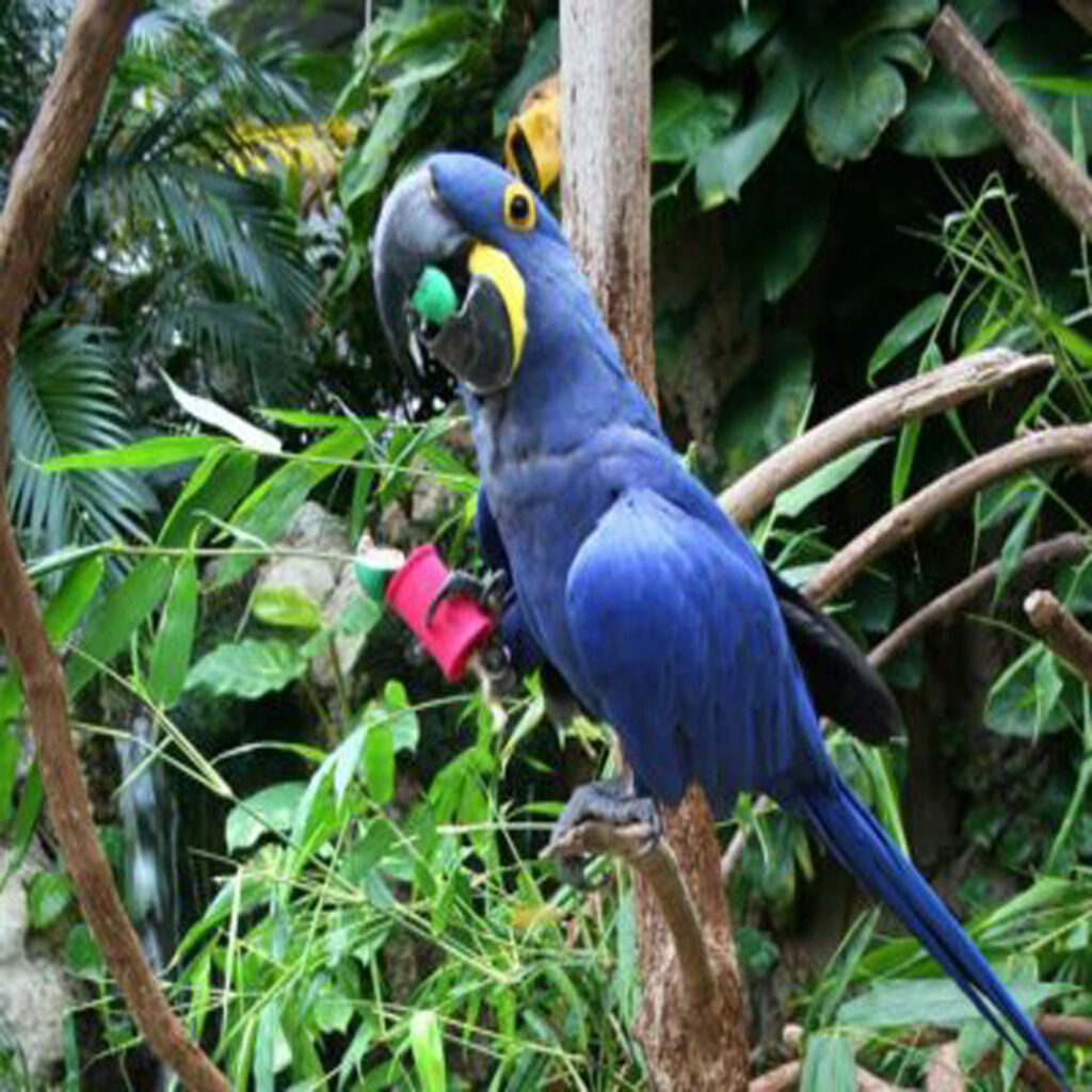 Hyacinth Macaw Parrots for Sale – The Gentle Giants of the Parrot World  The Hyacinth Macaw (Anodorhynchus hyacinthinus) is the largest flying parrot species on Earth — an extraordinary bird known for its striking cobalt-blue feathers, powerful beak, and surprisingly gentle temperament. At Daniel Max Birds Online Shop, we offer hand-raised, DNA-registered Hyacinth Macaws for sale, including chicks, adults, and fertile eggs.  Whether you're looking to buy a Hyacinth Macaw parrot online, adopt a baby Hyacinth Macaw, or invest in a Hyacinth Macaw breeding pair, our birds are ethically bred, fully vaccinated, and ready for loving homes. We ship worldwide with full legal documentation. Why Buy a Hyacinth Macaw from Daniel Max Birds?      ✅ Hand-fed and socialized from hatchlings      ✅ Fully vaccinated and health-checked by avian vets      ✅ DNA-sexed males and females available      ✅ House-trained, cage-trained, and toy-loving      ✅ Extremely intelligent and affectionate      ✅ Excellent with children and other pets      ✅ Fertile Hyacinth Macaw eggs available      ✅ Worldwide delivery with CITES permits and health papers      🛒 Buy Hyacinth Macaw Parrot Online — quality care, exceptional birds, global service.  Our Hyacinth Macaw Collection Includes:      🐣 Hyacinth Macaw chicks for sale – Young, tame, and ready to bond      🦜 Adult Hyacinth Macaws – Ideal for experienced handlers or breeders      💞 Hyacinth Macaw breeding pairs for sale – DNA-matched and proven      🥚 Hyacinth Macaw eggs for sale – Shipped with incubation and care instructions  These majestic birds are rare and often sought after by collectors and experienced avian enthusiasts. Premium Accessories for Your Macaw  To ensure your bird’s health and happiness, we also provide:      🏠 Hyacinth Macaw cages for sale – Spacious and built for strong beaks      🥗 Hyacinth Macaw food – Nutritionally formulated for large parrots      🎠 Macaw toys & enrichment – Promote mental and physical activity  Need something local? Search Hyacinth Macaw cage for sale near me for comparison or shop directly from us for expert-tested quality. Professional Shipping with Full Documentation  Every Hyacinth Macaw for sale includes:      📄 DNA certificate & health report      💉 Up-to-date vaccinations      📦 Safe, climate-controlled shipping crates      📑 CITES paperwork and international permits      💬 Ongoing care and support from our team      Learn more about Hyacinth Macaws at the World Parrot Trust.  Reserve Your Hyacinth Macaw Today – Rare, Beautiful, and Highly Intelligent  Due to their limited availability and conservation status, Hyacinth Macaws are rarely found through standard pet channels. At Daniel Max Birds, we ensure ethical sourcing, proper documentation, and professional support from start to finish.      ✅ Transparent pricing     ✅ Safe shipping worldwide     ✅ Lifetime customer support  📦 Shop Hyacinth Macaw Parrots Now at Daniel Max Birds – Trusted by exotic bird lovers worldwide.