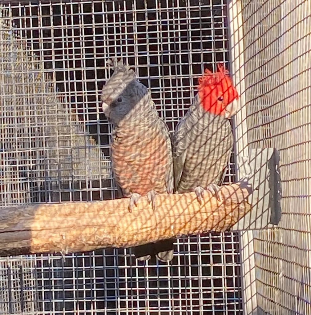 Buy Gang-Gang Cockatoos Online – Hand-Tamed, DNA Registered & Worldwide Shipping  Bring home the charm and beauty of one of the world’s most unique parrots. The Gang-Gang Cockatoo is a striking, playful, and intelligent species known for its iconic red crest (in males), gentle temperament, and endearing vocalizations.  At Daniel Max Birds Online Shop, we offer Gang-Gang Cockatoos for sale – ethically bred, hand-raised, and delivered safely worldwide. Whether you’re looking for a baby Gang-Gang, a breeding pair, or fertile Gang-Gang Cockatoo eggs, we provide healthy, well-socialized birds for every bird lover. Why Buy Gang-Gang Cockatoos from Daniel Max Birds?      ✅ Hand-tamed and socialized daily      ✅ Fully house-trained and cage-trained      ✅ Vaccinated and updated on all current shots      ✅ DNA registered males and females available      ✅ Friendly, playful, and safe for homes with children or other pets      ✅ Gang-Gang Cockatoo eggs for sale with fertility guarantee      ✅ All ages available – from chicks to mature birds      🛒 Buy Gang-Gang Cockatoos Online now and welcome home a rare and affectionate feathered friend.  About the Gang-Gang Cockatoo  Native to southeastern Australia, the Gang-Gang Cockatoo (Callocephalon fimbriatum) is admired for its quiet, gentle nature and unique feather structure. Their curious personalities and moderate energy levels make them ideal for apartment living or peaceful home environments.  Our birds are raised in enriched, interactive aviaries to ensure proper development, bonding, and adaptability to new homes. Available Options  At Daniel Max Birds, you can choose from:      🐣 Baby Gang-Gang Cockatoos for sale – Hand-fed and bonded to humans from an early age      🥚 Gang-Gang Cockatoo eggs for sale – Carefully packaged and shipped for successful hatching      👩‍❤️‍👨 Adult Gang-Gang Cockatoos – Perfect for breeding or companionship      💞 Breeding pairs – Strong lineage and compatible personalities  All purchases include:      📄 Health certificate and DNA registration      🧾 Feeding, care, and socialization guidance      🚚 Worldwide shipping, complete with CITES and legal export documentation  Cage & Care Essentials  For best results, pair your new bird with the right equipment and care:      🏠 Bird Cages for Sale – Suitable for Gang-Gangs and other cockatoos      🥬 Cockatoo Food & Nutrition – Balanced diets made for optimal health      🎠 Stimulating bird toys for emotional and mental well-being  We support buyers worldwide, including those searching for:      Buy Gang-Gang Cockatoos online USA      Gang-Gang Cockatoos for sale UK      Gang-Gang Cockatoos for sale Canada      Gang-Gang Cockatoo eggs for sale near me  Ethical Breeding & Trusted Delivery  Our breeding practices meet the highest standards of animal welfare. Every Gang-Gang Cockatoo is raised in a clean, nurturing environment with daily interaction and vet care. Shipping is safe, temperature-controlled, and includes all necessary documents for legal and secure delivery worldwide.      Learn more about conservation and Gang-Gang care at the Australian Government's Environment site, supporting the preservation of native bird species.  Reserve Yours Today – Limited Availability  Due to the rarity and popularity of the Gang-Gang Cockatoo, availability is limited. Whether you're ready to buy Gang-Gang Cockatoos online, adopt a baby, or invest in a breeding pair, Daniel Max Birds is your trusted, worldwide source.      ✅ 100% health guarantee     ✅ Legal, ethical, and professional service     ✅ Friendly lifetime care support  📦 Buy Gang-Gang Cockatoos Now at Daniel Max Birds – Your new companion is just a click away.