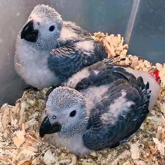 African Grey Parrot for sale in Australia