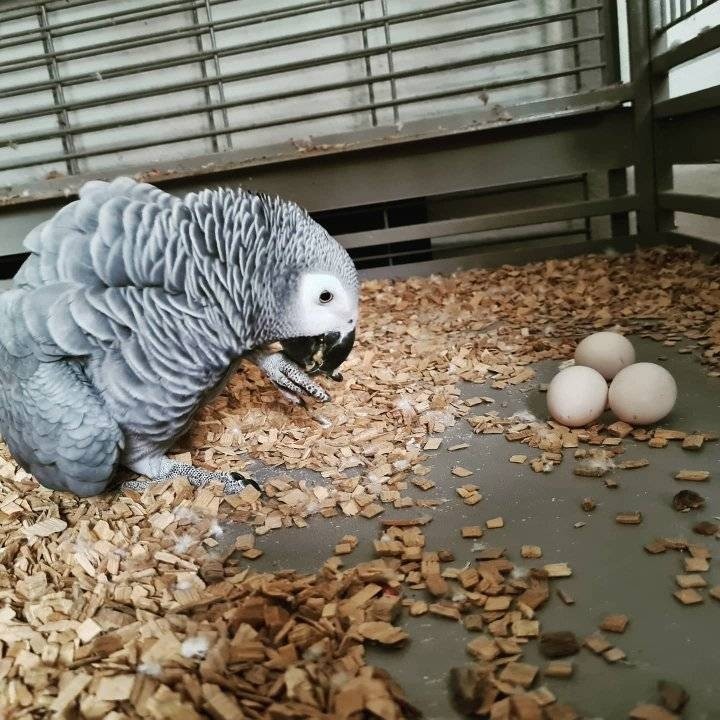 🥚 African Grey Parrot Eggs for Sale – Fertile & Certified | Daniel Max Birds Looking to buy African Grey Parrot eggs with worldwide delivery and a 100% hatching guarantee? At Daniel Max Birds, we provide premium-quality African Grey eggs from our carefully selected, hand-raised breeding stock. Whether you're a breeder, bird lover, or enthusiast, our fertile African Grey eggs for sale UK and globally are perfect for successful incubation and hatching. We ship to the UK, USA, India, Pakistan, Canada, South Africa, Australia, and over 50 other countries — always with proper CITES documentation, health certificates, and secure packaging. ✅ Why Choose Our African Grey Eggs? 💯 100% Hatching Guarantee If your egg is damaged or fails to hatch, we’ll replace it or issue a full refund — no questions asked. 🧬 Top Fertility Rate Our fertile African Grey eggs are tested for viability and sourced from healthy, DNA-tested parent birds. 🌍 Worldwide Delivery Whether you’re in London, Houston, Barbados, or Zurich, we deliver African Grey parrot fertile eggs directly to your doorstep. 📝 Fully Certified All eggs come with CITES permits, vet documents, and a hatching guide for first-time breeders. 🔗 Ready to start your hatching journey? Buy African Grey Eggs Now from Daniel Max Birds. 🌐 We Ship African Grey Eggs Worldwide Our African Grey parrots eggs for sale are available globally, including: African Grey parrot eggs for sale UK African Grey eggs for sale in India, Pakistan, South Africa, Canada African Grey parrot eggs sale USA, Qatar, Trinidad, Brisbane, Hong Kong African Grey eggs sale near me via eBay, Gumtree, Facebook Marketplace, and classified sites Looking for African Grey eggs UK or fertilized African Grey eggs for sale UK? We’ve got you covered with fast delivery to Cardiff, Cornwall, Carlisle, West Yorkshire, and Scotland. 🐣 African Grey Parrot Egg Laying & Facts How many eggs do African Greys lay? Typically, a female lays 3–5 eggs per clutch, with a 2–3 day interval between each. At what age do African Greys lay eggs? They begin breeding from around 3–5 years of age. Learn more here. Can African Greys eat eggs? Yes — boiled eggs can be offered occasionally as a protein source. Learn more about what to feed African Grey parrots. 🔎 Related Products at Daniel Max Birds Blue and Gold Macaw Eggs for Sale Parrot Eggs for Sale UK Young African Grey Parrots for Sale Macaw Parrot Eggs UK Looking for African parrot eggs for sale or wondering where can I buy parrot eggs in UK? You're already in the right place. 🌿 Nutrition & Care Want to ensure your chicks thrive after hatching? Discover the Best African Grey Parrot Food UK Understand what not to feed African Greys Learn why your African Grey might keep laying eggs and how to manage it safely 📦 What's Included with Your Order? ✅ Fertile African Grey hatching eggs ✅ Climate-controlled packaging ✅ CITES export/import permits ✅ Hatch care instructions ✅ Live customer support 📍 Popular Delivery Destinations We fulfill orders to: African Grey parrots eggs sale Barbados, Bermuda, Cape Town, Cardiff, Curacao African Grey parrots eggs sale Queensland, Western Australia, Singapore, Malaysia, Vietnam African Grey parrots eggs sale Houston TX, Rhode Island, Zanzibar, Zimbabwe, Zurich, and more 🔗 Don’t miss out – Shop Now at Daniel Max Birds for high-quality African Grey parrot eggs for sale UK and worldwide.