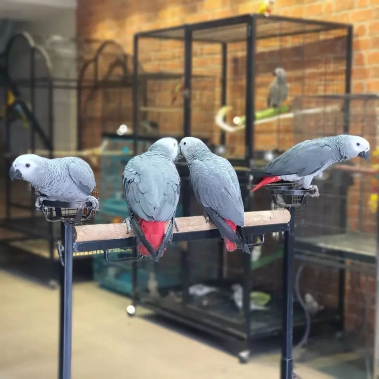 African Grey Parrot for sale in Australia