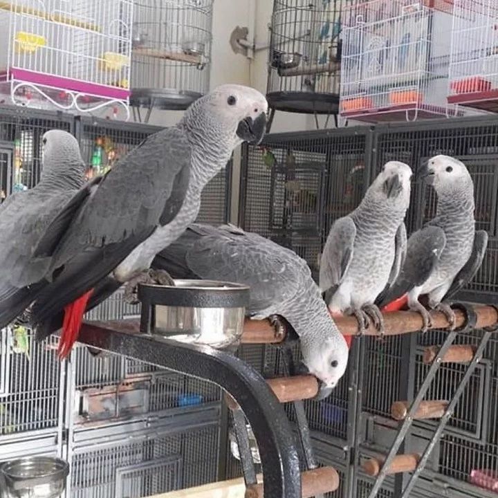 African Grey Parrot for sale in Australia