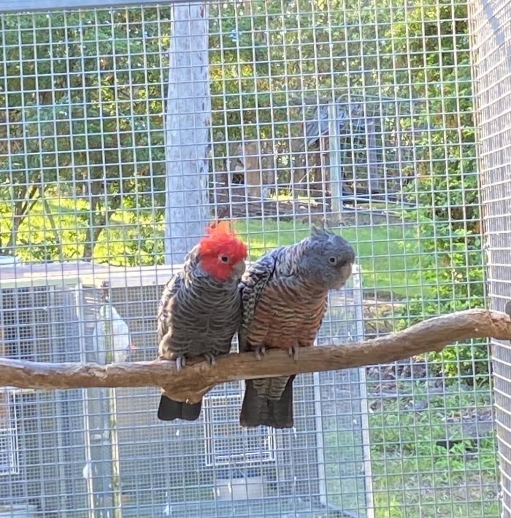 Buy Gang-Gang Cockatoos Online – Hand-Tamed, DNA Registered & Worldwide Shipping  Bring home the charm and beauty of one of the world’s most unique parrots. The Gang-Gang Cockatoo is a striking, playful, and intelligent species known for its iconic red crest (in males), gentle temperament, and endearing vocalizations.  At Daniel Max Birds Online Shop, we offer Gang-Gang Cockatoos for sale – ethically bred, hand-raised, and delivered safely worldwide. Whether you’re looking for a baby Gang-Gang, a breeding pair, or fertile Gang-Gang Cockatoo eggs, we provide healthy, well-socialized birds for every bird lover. Why Buy Gang-Gang Cockatoos from Daniel Max Birds?      ✅ Hand-tamed and socialized daily      ✅ Fully house-trained and cage-trained      ✅ Vaccinated and updated on all current shots      ✅ DNA registered males and females available      ✅ Friendly, playful, and safe for homes with children or other pets      ✅ Gang-Gang Cockatoo eggs for sale with fertility guarantee      ✅ All ages available – from chicks to mature birds      🛒 Buy Gang-Gang Cockatoos Online now and welcome home a rare and affectionate feathered friend.  About the Gang-Gang Cockatoo  Native to southeastern Australia, the Gang-Gang Cockatoo (Callocephalon fimbriatum) is admired for its quiet, gentle nature and unique feather structure. Their curious personalities and moderate energy levels make them ideal for apartment living or peaceful home environments.  Our birds are raised in enriched, interactive aviaries to ensure proper development, bonding, and adaptability to new homes. Available Options  At Daniel Max Birds, you can choose from:      🐣 Baby Gang-Gang Cockatoos for sale – Hand-fed and bonded to humans from an early age      🥚 Gang-Gang Cockatoo eggs for sale – Carefully packaged and shipped for successful hatching      👩‍❤️‍👨 Adult Gang-Gang Cockatoos – Perfect for breeding or companionship      💞 Breeding pairs – Strong lineage and compatible personalities  All purchases include:      📄 Health certificate and DNA registration      🧾 Feeding, care, and socialization guidance      🚚 Worldwide shipping, complete with CITES and legal export documentation  Cage & Care Essentials  For best results, pair your new bird with the right equipment and care:      🏠 Bird Cages for Sale – Suitable for Gang-Gangs and other cockatoos      🥬 Cockatoo Food & Nutrition – Balanced diets made for optimal health      🎠 Stimulating bird toys for emotional and mental well-being  We support buyers worldwide, including those searching for:      Buy Gang-Gang Cockatoos online USA      Gang-Gang Cockatoos for sale UK      Gang-Gang Cockatoos for sale Canada      Gang-Gang Cockatoo eggs for sale near me  Ethical Breeding & Trusted Delivery  Our breeding practices meet the highest standards of animal welfare. Every Gang-Gang Cockatoo is raised in a clean, nurturing environment with daily interaction and vet care. Shipping is safe, temperature-controlled, and includes all necessary documents for legal and secure delivery worldwide.      Learn more about conservation and Gang-Gang care at the Australian Government's Environment site, supporting the preservation of native bird species.  Reserve Yours Today – Limited Availability  Due to the rarity and popularity of the Gang-Gang Cockatoo, availability is limited. Whether you're ready to buy Gang-Gang Cockatoos online, adopt a baby, or invest in a breeding pair, Daniel Max Birds is your trusted, worldwide source.      ✅ 100% health guarantee     ✅ Legal, ethical, and professional service     ✅ Friendly lifetime care support  📦 Buy Gang-Gang Cockatoos Now at Daniel Max Birds – Your new companion is just a click away.