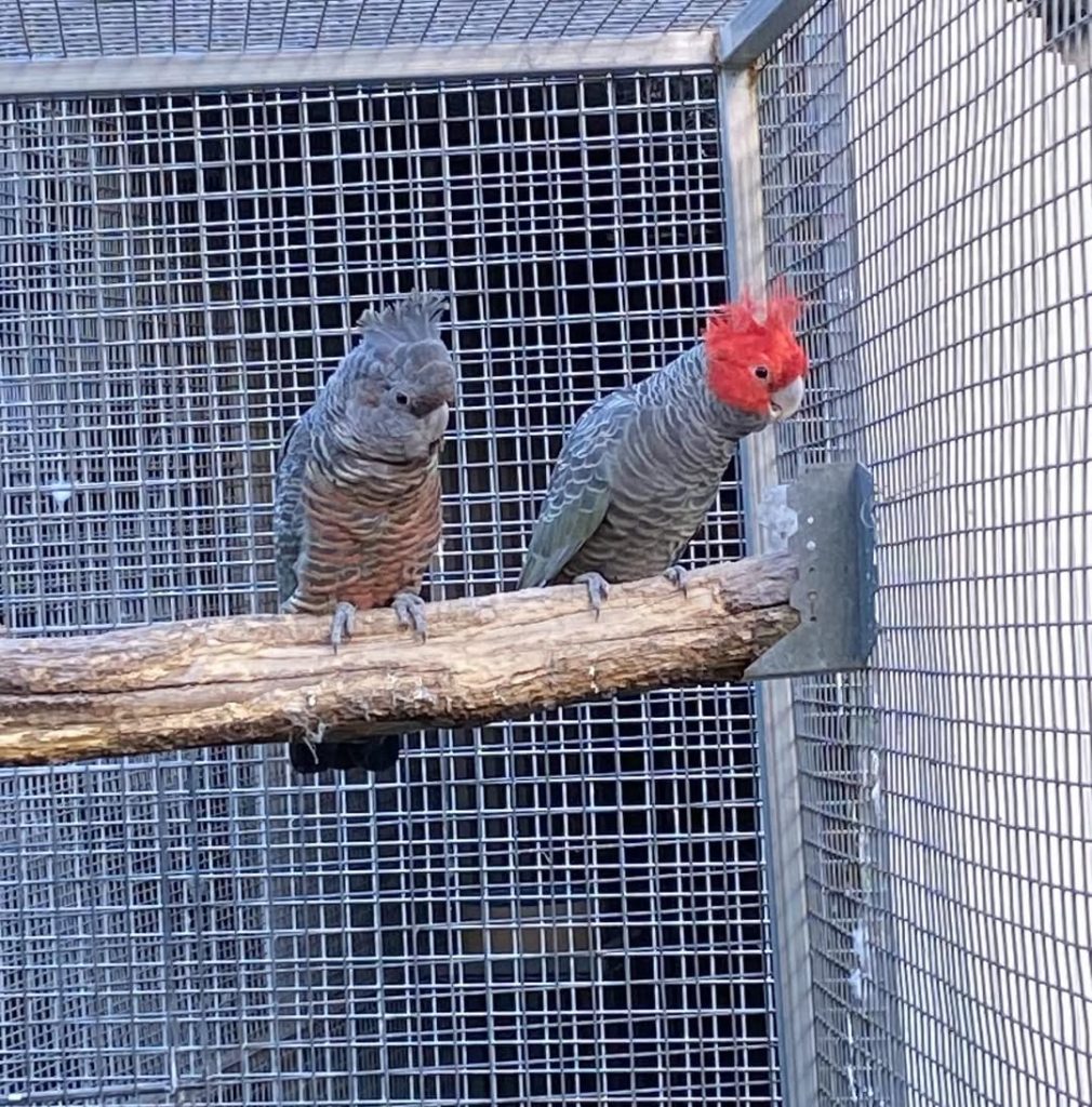 Buy Gang-Gang Cockatoos Online – Hand-Tamed, DNA Registered & Worldwide Shipping  Bring home the charm and beauty of one of the world’s most unique parrots. The Gang-Gang Cockatoo is a striking, playful, and intelligent species known for its iconic red crest (in males), gentle temperament, and endearing vocalizations.  At Daniel Max Birds Online Shop, we offer Gang-Gang Cockatoos for sale – ethically bred, hand-raised, and delivered safely worldwide. Whether you’re looking for a baby Gang-Gang, a breeding pair, or fertile Gang-Gang Cockatoo eggs, we provide healthy, well-socialized birds for every bird lover. Why Buy Gang-Gang Cockatoos from Daniel Max Birds?      ✅ Hand-tamed and socialized daily      ✅ Fully house-trained and cage-trained      ✅ Vaccinated and updated on all current shots      ✅ DNA registered males and females available      ✅ Friendly, playful, and safe for homes with children or other pets      ✅ Gang-Gang Cockatoo eggs for sale with fertility guarantee      ✅ All ages available – from chicks to mature birds      🛒 Buy Gang-Gang Cockatoos Online now and welcome home a rare and affectionate feathered friend.  About the Gang-Gang Cockatoo  Native to southeastern Australia, the Gang-Gang Cockatoo (Callocephalon fimbriatum) is admired for its quiet, gentle nature and unique feather structure. Their curious personalities and moderate energy levels make them ideal for apartment living or peaceful home environments.  Our birds are raised in enriched, interactive aviaries to ensure proper development, bonding, and adaptability to new homes. Available Options  At Daniel Max Birds, you can choose from:      🐣 Baby Gang-Gang Cockatoos for sale – Hand-fed and bonded to humans from an early age      🥚 Gang-Gang Cockatoo eggs for sale – Carefully packaged and shipped for successful hatching      👩‍❤️‍👨 Adult Gang-Gang Cockatoos – Perfect for breeding or companionship      💞 Breeding pairs – Strong lineage and compatible personalities  All purchases include:      📄 Health certificate and DNA registration      🧾 Feeding, care, and socialization guidance      🚚 Worldwide shipping, complete with CITES and legal export documentation  Cage & Care Essentials  For best results, pair your new bird with the right equipment and care:      🏠 Bird Cages for Sale – Suitable for Gang-Gangs and other cockatoos      🥬 Cockatoo Food & Nutrition – Balanced diets made for optimal health      🎠 Stimulating bird toys for emotional and mental well-being  We support buyers worldwide, including those searching for:      Buy Gang-Gang Cockatoos online USA      Gang-Gang Cockatoos for sale UK      Gang-Gang Cockatoos for sale Canada      Gang-Gang Cockatoo eggs for sale near me  Ethical Breeding & Trusted Delivery  Our breeding practices meet the highest standards of animal welfare. Every Gang-Gang Cockatoo is raised in a clean, nurturing environment with daily interaction and vet care. Shipping is safe, temperature-controlled, and includes all necessary documents for legal and secure delivery worldwide.      Learn more about conservation and Gang-Gang care at the Australian Government's Environment site, supporting the preservation of native bird species.  Reserve Yours Today – Limited Availability  Due to the rarity and popularity of the Gang-Gang Cockatoo, availability is limited. Whether you're ready to buy Gang-Gang Cockatoos online, adopt a baby, or invest in a breeding pair, Daniel Max Birds is your trusted, worldwide source.      ✅ 100% health guarantee     ✅ Legal, ethical, and professional service     ✅ Friendly lifetime care support  📦 Buy Gang-Gang Cockatoos Now at Daniel Max Birds – Your new companion is just a click away.