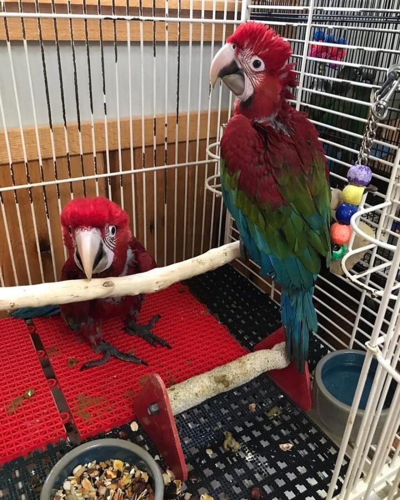 Green Wing Macaw Parrots for Sale – Giant, Gentle & Incredibly Intelligent  Known as the "gentle giants" of the macaw world, Green Wing Macaw Parrots are a breathtaking blend of size, color, and personality. At Daniel Max Birds Online Shop, we offer hand-raised Green Wing Macaws for sale, including baby macaws, tame adults, breeding pairs, and even fertile eggs — all DNA-tested, fully vaccinated, and ready for worldwide delivery.  These magnificent parrots feature rich scarlet red plumage with bright green and blue wings. They are not only visually stunning but also emotionally intelligent, affectionate, and capable of learning speech and commands. Why Buy a Green Wing Macaw from Daniel Max Birds?      ✅ Hand-fed and socialized from a young age      ✅ DNA-certified males and females available      ✅ House-trained, cage-trained, and friendly with kids & pets      ✅ Excellent talkers and highly intelligent      ✅ Green Wing Macaw chicks and fertile eggs for sale      ✅ Safe and legal international shipping with CITES documents      ✅ Expert aftercare and lifetime support included      🛒 Buy Green Wing Macaw Parrots Online – Trusted quality, ethical breeding, and global delivery.  Available Options:      🐣 Baby Green Wing Macaws for Sale – Hand-fed, tame, and loving      🦜 Tame Adult Macaws – Ideal for experienced bird owners      💕 Breeding Pairs – Healthy, DNA-paired birds for aviculture      🥚 Fertile Eggs – Safely packed and shipped with incubation tips  Every bird is raised in a nurturing environment with toys, attention, and plenty of human interaction. Enhance Your Macaw’s New Home  Explore our range of macaw accessories:      🏡 Macaw Cages for Sale – Extra-large and chew-resistant      🥗 Macaw Food & Nutrition – Balanced for big birds      🎠 Bird Toys & Perches – Keep your parrot engaged and active  Need a cage or supplies locally? Try searching macaw cages for sale near me or order directly through our online shop. Safe, Legal & Global Shipping  Every Green Wing Macaw comes with:      📄 DNA sexing & health certificate      💉 Up-to-date vaccination records      📦 Secure, climate-controlled shipping      📑 Legal CITES documentation for international delivery  We ship safely to customers across the USA, UK, Canada, Australia, UAE, South Africa, and more. Bring Home a Loving Green Wing Macaw Today  Whether you're looking to adopt a baby Green Wing Macaw, invest in a breeding pair, or add a talking parrot to your family, Daniel Max Birds is your go-to source for healthy, well-raised macaws.      🎉 These birds are in high demand — reserve yours now while availability lasts!  📦 Shop Green Wing Macaws at Daniel Max Birds – Where exotic beauty meets expert care.