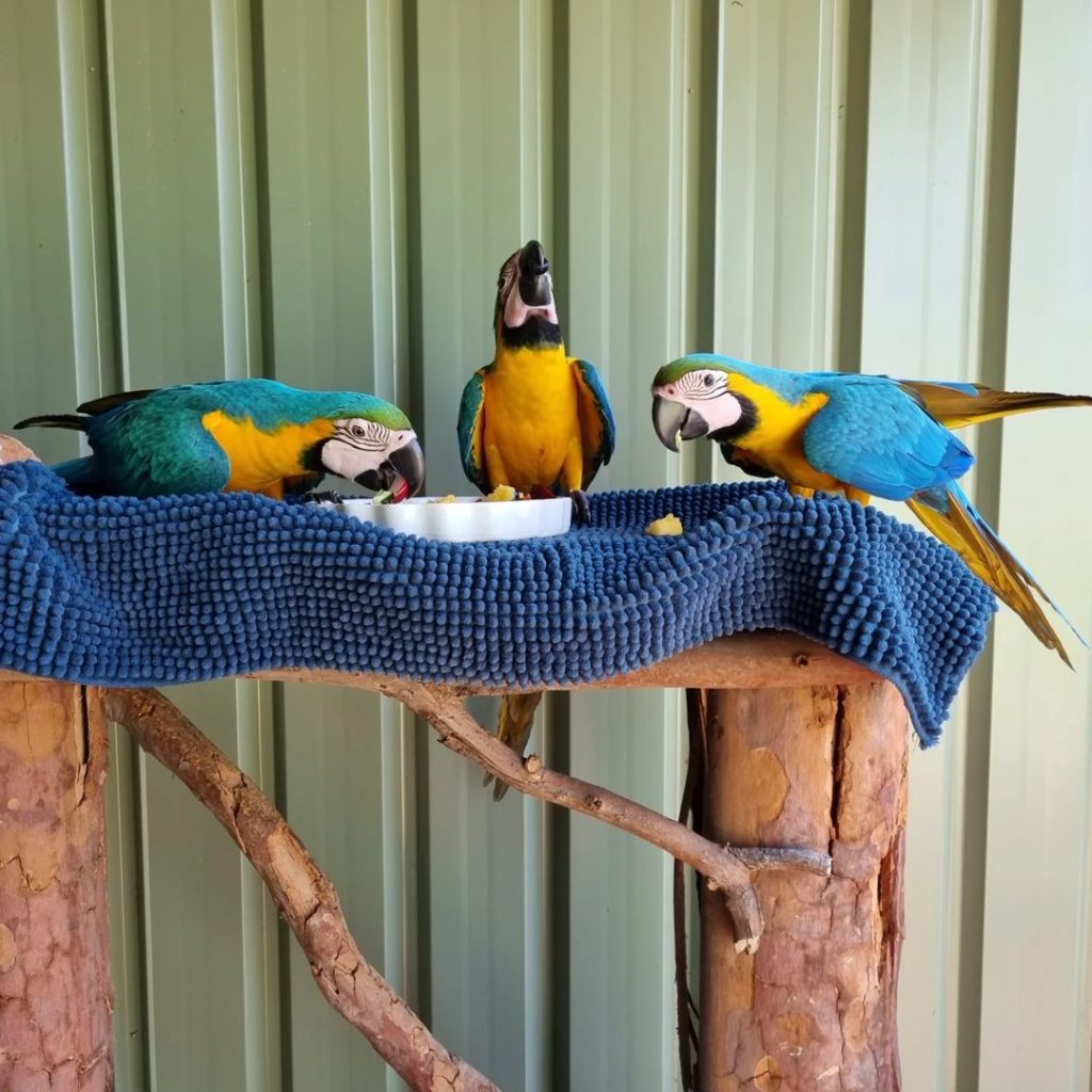 Gold Macaw Parrots for Sale – Vibrant, Intelligent & Full of Personality The Gold Macaw Parrot, also known as the Blue and Gold Macaw, is one of the most popular large parrot species in the world—prized for its striking golden-yellow and turquoise-blue feathers, strong speaking ability, and loving temperament. At Daniel Max Birds, we offer hand-raised Gold Macaws for sale, including baby Gold Macaws, tame adults, breeding pairs, and fertile eggs — all DNA-registered, vaccinated, and ready for lifelong companionship. Whether you're looking to buy a Gold Macaw online for your home, aviary, or breeding program, our parrots are socialized, cage-trained, and shipped with full documentation worldwide. Why Buy a Gold Macaw from Daniel Max Birds? ✅ Hand-fed and house-trained for smooth transitions into your home ✅ DNA-tested male and female Gold Macaws available ✅ Fully vaccinated, vet-checked, and in peak health ✅ Known for strong talking ability and bonding behavior ✅ Safe for homes with children and other pets ✅ Fertile Blue and Gold Macaw eggs for sale ✅ Worldwide shipping with CITES permits and health papers 🛒 Buy Gold Macaw Parrot Online – Your trusted source for exotic birds, expert care, and safe delivery. Our Gold Macaw Options Include: 🐣 Baby Gold Macaws for sale – Raised by hand for optimal socialization 🦜 Tame adult Gold Macaws – Perfect for immediate companionship or breeding 💞 Gold Macaw breeding pairs – Proven, DNA-matched, and healthy 🥚 Fertile Gold Macaw eggs for sale – Packed safely with incubation support Every parrot we raise is surrounded by toys, enrichment, and daily handling to develop their playful and affectionate nature. Essential Accessories for Gold Macaws We also provide everything you need to give your bird a healthy, enriched life: 🏡 Macaw cages for sale – Extra-large and durable 🥗 Macaw food & supplements – Designed for large parrots 🎠 Toys & perches – For mental stimulation and fun Need something locally? Try searching Gold Macaw cage for sale near me for alternatives or enjoy the convenience of expert-selected items shipped to your door. Professional Global Shipping Every Gold Macaw for sale at Daniel Max Birds comes with: 📄 DNA certification and health record 💉 Updated vaccinations 📦 Climate-controlled shipping containers 📑 Full CITES paperwork for international delivery 💬 Expert care support and guidance We ship safely and legally across the USA, UK, Canada, Australia, UAE, South Africa, and more. Adopt a Gold Macaw Today – Colorful, Intelligent, and a Joy for Life With their bold personalities and dazzling looks, Gold Macaws are the ideal choice for bird lovers seeking a lifelong feathered friend. Don’t miss out—these parrots are in high demand and limited availability. ✅ Trusted by bird enthusiasts worldwide ✅ Transparent pricing and expert care ✅ Full after-sale support 📦 Shop Gold Macaw Parrots Now at Daniel Max Birds – Vibrant colors. Trusted quality. Worldwide delivery.