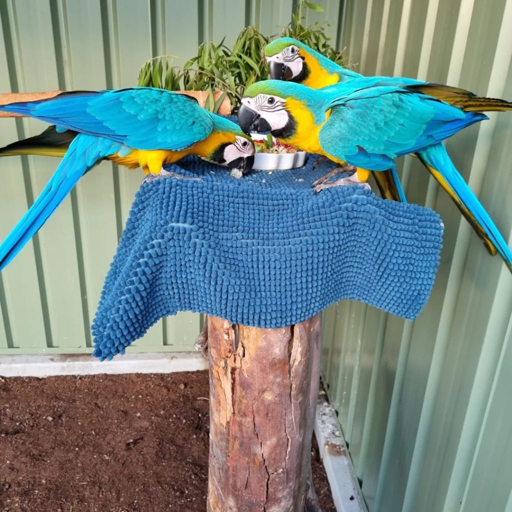 Gold Macaw Parrots for Sale – Vibrant, Intelligent & Full of Personality The Gold Macaw Parrot, also known as the Blue and Gold Macaw, is one of the most popular large parrot species in the world—prized for its striking golden-yellow and turquoise-blue feathers, strong speaking ability, and loving temperament. At Daniel Max Birds, we offer hand-raised Gold Macaws for sale, including baby Gold Macaws, tame adults, breeding pairs, and fertile eggs — all DNA-registered, vaccinated, and ready for lifelong companionship. Whether you're looking to buy a Gold Macaw online for your home, aviary, or breeding program, our parrots are socialized, cage-trained, and shipped with full documentation worldwide. Why Buy a Gold Macaw from Daniel Max Birds? ✅ Hand-fed and house-trained for smooth transitions into your home ✅ DNA-tested male and female Gold Macaws available ✅ Fully vaccinated, vet-checked, and in peak health ✅ Known for strong talking ability and bonding behavior ✅ Safe for homes with children and other pets ✅ Fertile Blue and Gold Macaw eggs for sale ✅ Worldwide shipping with CITES permits and health papers 🛒 Buy Gold Macaw Parrot Online – Your trusted source for exotic birds, expert care, and safe delivery. Our Gold Macaw Options Include: 🐣 Baby Gold Macaws for sale – Raised by hand for optimal socialization 🦜 Tame adult Gold Macaws – Perfect for immediate companionship or breeding 💞 Gold Macaw breeding pairs – Proven, DNA-matched, and healthy 🥚 Fertile Gold Macaw eggs for sale – Packed safely with incubation support Every parrot we raise is surrounded by toys, enrichment, and daily handling to develop their playful and affectionate nature. Essential Accessories for Gold Macaws We also provide everything you need to give your bird a healthy, enriched life: 🏡 Macaw cages for sale – Extra-large and durable 🥗 Macaw food & supplements – Designed for large parrots 🎠 Toys & perches – For mental stimulation and fun Need something locally? Try searching Gold Macaw cage for sale near me for alternatives or enjoy the convenience of expert-selected items shipped to your door. Professional Global Shipping Every Gold Macaw for sale at Daniel Max Birds comes with: 📄 DNA certification and health record 💉 Updated vaccinations 📦 Climate-controlled shipping containers 📑 Full CITES paperwork for international delivery 💬 Expert care support and guidance We ship safely and legally across the USA, UK, Canada, Australia, UAE, South Africa, and more. Adopt a Gold Macaw Today – Colorful, Intelligent, and a Joy for Life With their bold personalities and dazzling looks, Gold Macaws are the ideal choice for bird lovers seeking a lifelong feathered friend. Don’t miss out—these parrots are in high demand and limited availability. ✅ Trusted by bird enthusiasts worldwide ✅ Transparent pricing and expert care ✅ Full after-sale support 📦 Shop Gold Macaw Parrots Now at Daniel Max Birds – Vibrant colors. Trusted quality. Worldwide delivery.