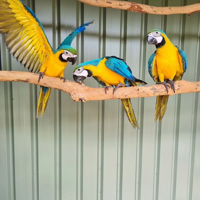 Gold Macaw Parrots for Sale – Vibrant, Intelligent & Full of Personality The Gold Macaw Parrot, also known as the Blue and Gold Macaw, is one of the most popular large parrot species in the world—prized for its striking golden-yellow and turquoise-blue feathers, strong speaking ability, and loving temperament. At Daniel Max Birds, we offer hand-raised Gold Macaws for sale, including baby Gold Macaws, tame adults, breeding pairs, and fertile eggs — all DNA-registered, vaccinated, and ready for lifelong companionship. Whether you're looking to buy a Gold Macaw online for your home, aviary, or breeding program, our parrots are socialized, cage-trained, and shipped with full documentation worldwide. Why Buy a Gold Macaw from Daniel Max Birds? ✅ Hand-fed and house-trained for smooth transitions into your home ✅ DNA-tested male and female Gold Macaws available ✅ Fully vaccinated, vet-checked, and in peak health ✅ Known for strong talking ability and bonding behavior ✅ Safe for homes with children and other pets ✅ Fertile Blue and Gold Macaw eggs for sale ✅ Worldwide shipping with CITES permits and health papers 🛒 Buy Gold Macaw Parrot Online – Your trusted source for exotic birds, expert care, and safe delivery. Our Gold Macaw Options Include: 🐣 Baby Gold Macaws for sale – Raised by hand for optimal socialization 🦜 Tame adult Gold Macaws – Perfect for immediate companionship or breeding 💞 Gold Macaw breeding pairs – Proven, DNA-matched, and healthy 🥚 Fertile Gold Macaw eggs for sale – Packed safely with incubation support Every parrot we raise is surrounded by toys, enrichment, and daily handling to develop their playful and affectionate nature. Essential Accessories for Gold Macaws We also provide everything you need to give your bird a healthy, enriched life: 🏡 Macaw cages for sale – Extra-large and durable 🥗 Macaw food & supplements – Designed for large parrots 🎠 Toys & perches – For mental stimulation and fun Need something locally? Try searching Gold Macaw cage for sale near me for alternatives or enjoy the convenience of expert-selected items shipped to your door. Professional Global Shipping Every Gold Macaw for sale at Daniel Max Birds comes with: 📄 DNA certification and health record 💉 Updated vaccinations 📦 Climate-controlled shipping containers 📑 Full CITES paperwork for international delivery 💬 Expert care support and guidance We ship safely and legally across the USA, UK, Canada, Australia, UAE, South Africa, and more. Adopt a Gold Macaw Today – Colorful, Intelligent, and a Joy for Life With their bold personalities and dazzling looks, Gold Macaws are the ideal choice for bird lovers seeking a lifelong feathered friend. Don’t miss out—these parrots are in high demand and limited availability. ✅ Trusted by bird enthusiasts worldwide ✅ Transparent pricing and expert care ✅ Full after-sale support 📦 Shop Gold Macaw Parrots Now at Daniel Max Birds – Vibrant colors. Trusted quality. Worldwide delivery.