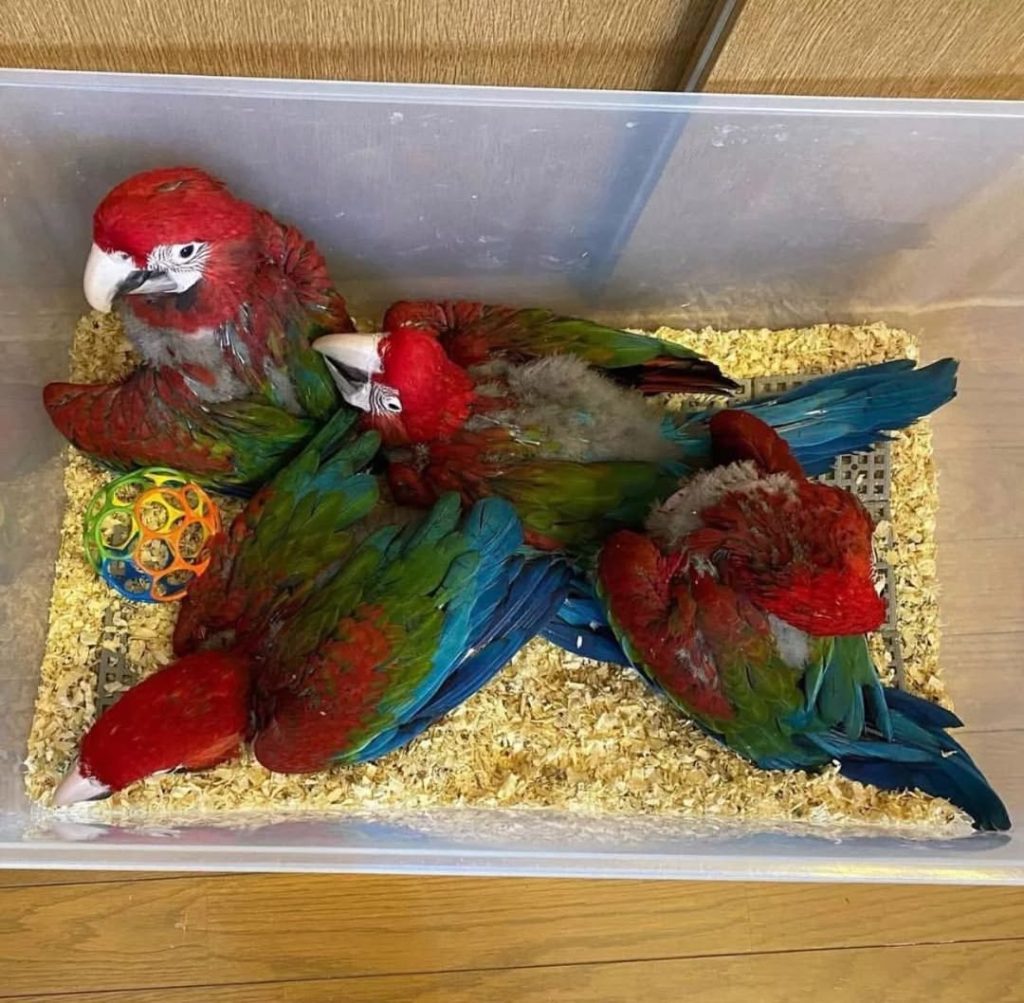 Green Wing Macaw Parrots for Sale – Giant, Gentle & Incredibly Intelligent  Known as the "gentle giants" of the macaw world, Green Wing Macaw Parrots are a breathtaking blend of size, color, and personality. At Daniel Max Birds Online Shop, we offer hand-raised Green Wing Macaws for sale, including baby macaws, tame adults, breeding pairs, and even fertile eggs — all DNA-tested, fully vaccinated, and ready for worldwide delivery.  These magnificent parrots feature rich scarlet red plumage with bright green and blue wings. They are not only visually stunning but also emotionally intelligent, affectionate, and capable of learning speech and commands. Why Buy a Green Wing Macaw from Daniel Max Birds?      ✅ Hand-fed and socialized from a young age      ✅ DNA-certified males and females available      ✅ House-trained, cage-trained, and friendly with kids & pets      ✅ Excellent talkers and highly intelligent      ✅ Green Wing Macaw chicks and fertile eggs for sale      ✅ Safe and legal international shipping with CITES documents      ✅ Expert aftercare and lifetime support included      🛒 Buy Green Wing Macaw Parrots Online – Trusted quality, ethical breeding, and global delivery.  Available Options:      🐣 Baby Green Wing Macaws for Sale – Hand-fed, tame, and loving      🦜 Tame Adult Macaws – Ideal for experienced bird owners      💕 Breeding Pairs – Healthy, DNA-paired birds for aviculture      🥚 Fertile Eggs – Safely packed and shipped with incubation tips  Every bird is raised in a nurturing environment with toys, attention, and plenty of human interaction. Enhance Your Macaw’s New Home  Explore our range of macaw accessories:      🏡 Macaw Cages for Sale – Extra-large and chew-resistant      🥗 Macaw Food & Nutrition – Balanced for big birds      🎠 Bird Toys & Perches – Keep your parrot engaged and active  Need a cage or supplies locally? Try searching macaw cages for sale near me or order directly through our online shop. Safe, Legal & Global Shipping  Every Green Wing Macaw comes with:      📄 DNA sexing & health certificate      💉 Up-to-date vaccination records      📦 Secure, climate-controlled shipping      📑 Legal CITES documentation for international delivery  We ship safely to customers across the USA, UK, Canada, Australia, UAE, South Africa, and more. Bring Home a Loving Green Wing Macaw Today  Whether you're looking to adopt a baby Green Wing Macaw, invest in a breeding pair, or add a talking parrot to your family, Daniel Max Birds is your go-to source for healthy, well-raised macaws.      🎉 These birds are in high demand — reserve yours now while availability lasts!  📦 Shop Green Wing Macaws at Daniel Max Birds – Where exotic beauty meets expert care.