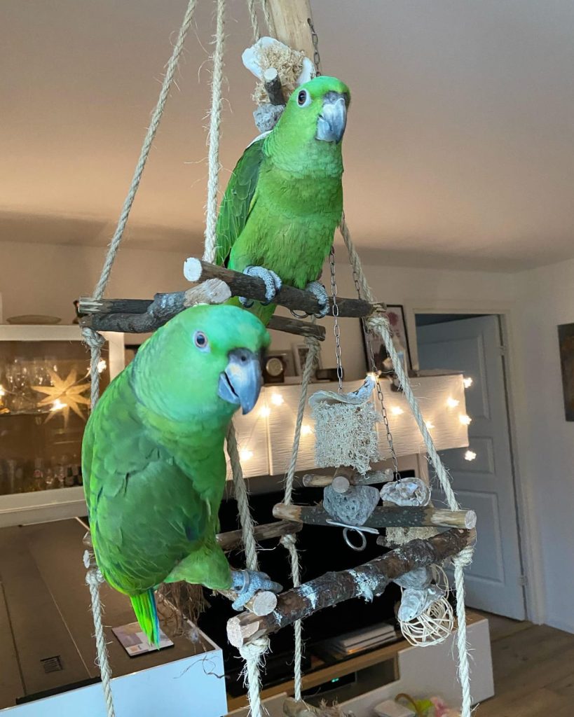 Amazon Parrots for Sale – Colorful, Vocal & Full of Character Discover the beauty and intelligence of Amazon Parrots, one of the most sought-after talking bird species in the world. Known for their vibrant plumage, strong mimicking skills, and playful personalities, Amazon parrots make exceptional companions for families, bird lovers, and experienced avian keepers alike. At Daniel Max Birds Online Shop, we offer a wide range of Amazon Parrots for sale, including chicks, tame adults, breeding pairs, and fertile eggs — all hand-raised, house-trained, DNA-tested, and ready for worldwide shipping with proper documentation. 🦜 Amazon Parrot Species Available: We proudly raise and ship the most popular types of Amazon parrots, including: ✅ Blue-Fronted Amazon Parrot for Sale – Friendly and intelligent ✅ Yellow-Naped Amazon Parrot for Sale – Exceptional talkers ✅ Double Yellow-Headed Amazon Parrot for Sale – Outgoing and fun ✅ Orange-Winged Amazon Parrot for Sale – Gentle and colorful ✅ Lilac-Crowned Amazon Parrot for Sale – Sweet and social ✅ Red-Lored Amazon Parrot for Sale – Highly interactive ✅ White-Fronted Amazon Parrot for Sale – Compact and charming ✅ Mealy Amazon Parrot for Sale – The gentle giant of the Amazon family 🛒 Buy Amazon Parrots Online — trusted breeders, ethical practices, and global delivery. Why Choose Daniel Max Birds? 🐣 Hand-raised from hatch for exceptional socialization 🧬 DNA-registered males and females available 💉 Fully vaccinated and health-checked 🏡 Cage-trained, house-trained, and safe around kids and pets 🥚 Amazon parrot chicks and fertile eggs for sale 🌍 Fast, safe, and legal worldwide shipping with all CITES documentation 💬 Lifetime support and expert guidance included Complete Your Setup Give your Amazon Parrot the perfect home with our premium accessories: 🏠 Amazon Parrot Cages for Sale – Spacious and secure 🥗 Amazon Parrot Food & Supplements – Formulated for health and longevity 🎠 Bird Toys & Perches – Keep your parrot mentally stimulated Need something locally? Try searching Amazon parrot cage for sale near me — or let us deliver to your doorstep! Shipping & Documentation You Can Trust Your Amazon Parrot arrives with: ✅ Full health certificate ✅ DNA sexing documentation ✅ CITES permit (for international orders) ✅ Safe, climate-controlled shipping ✅ 24/7 post-purchase customer care We deliver to the USA, UK, Canada, Australia, UAE, South Africa, and many other countries worldwide. Bring Home an Amazon Parrot Today Amazon Parrots are known for their long lifespan, sharp intelligence, and emotional connection with their owners. Whether you're looking for a talking parrot, a family-friendly companion, or a beautiful aviary bird, you'll find your perfect match at Daniel Max Birds. 🎉 Reserve yours now — these parrots are in high demand and sell quickly! 📦 Shop All Amazon Parrots Now at Daniel Max Birds – Expertly bred. Ethically raised. Delivered worldwide.