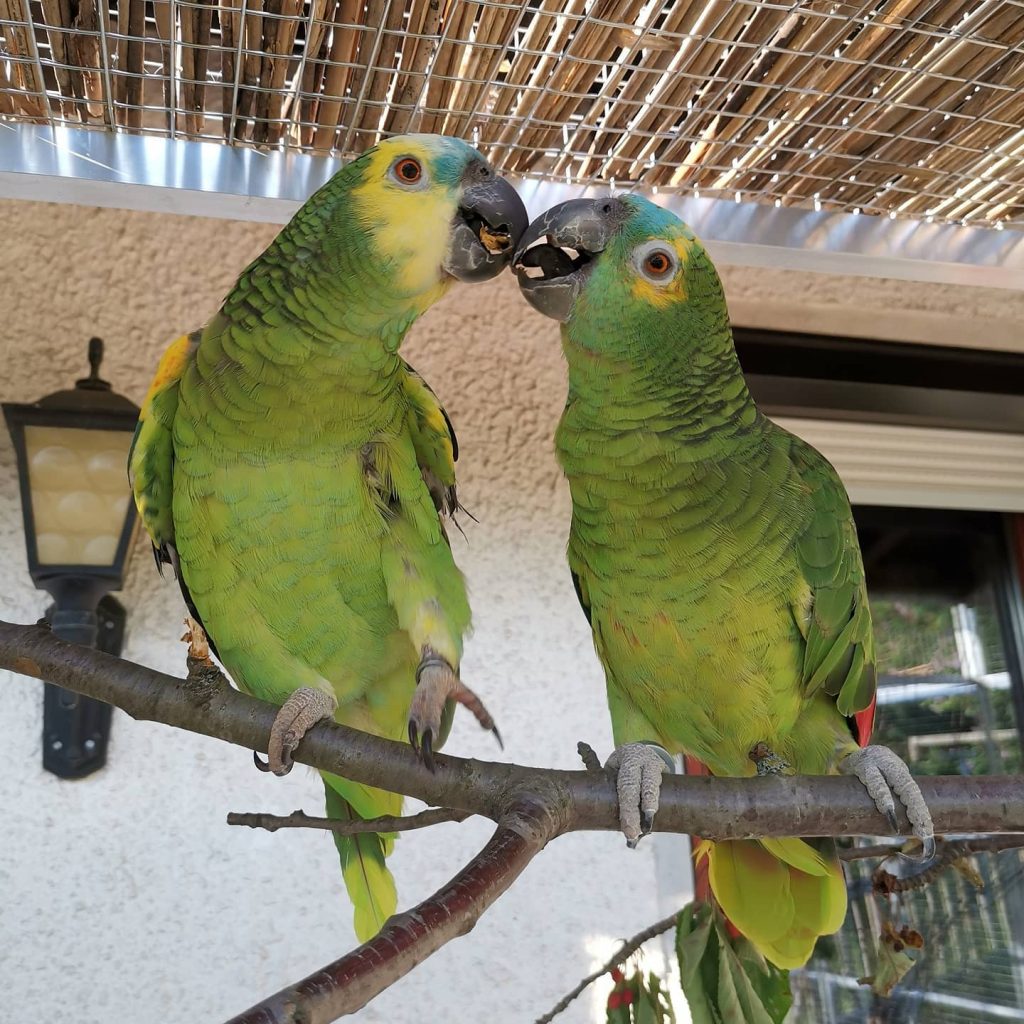 Amazon Parrots for Sale – Colorful, Vocal & Full of Character Discover the beauty and intelligence of Amazon Parrots, one of the most sought-after talking bird species in the world. Known for their vibrant plumage, strong mimicking skills, and playful personalities, Amazon parrots make exceptional companions for families, bird lovers, and experienced avian keepers alike. At Daniel Max Birds Online Shop, we offer a wide range of Amazon Parrots for sale, including chicks, tame adults, breeding pairs, and fertile eggs — all hand-raised, house-trained, DNA-tested, and ready for worldwide shipping with proper documentation. 🦜 Amazon Parrot Species Available: We proudly raise and ship the most popular types of Amazon parrots, including: ✅ Blue-Fronted Amazon Parrot for Sale – Friendly and intelligent ✅ Yellow-Naped Amazon Parrot for Sale – Exceptional talkers ✅ Double Yellow-Headed Amazon Parrot for Sale – Outgoing and fun ✅ Orange-Winged Amazon Parrot for Sale – Gentle and colorful ✅ Lilac-Crowned Amazon Parrot for Sale – Sweet and social ✅ Red-Lored Amazon Parrot for Sale – Highly interactive ✅ White-Fronted Amazon Parrot for Sale – Compact and charming ✅ Mealy Amazon Parrot for Sale – The gentle giant of the Amazon family 🛒 Buy Amazon Parrots Online — trusted breeders, ethical practices, and global delivery. Why Choose Daniel Max Birds? 🐣 Hand-raised from hatch for exceptional socialization 🧬 DNA-registered males and females available 💉 Fully vaccinated and health-checked 🏡 Cage-trained, house-trained, and safe around kids and pets 🥚 Amazon parrot chicks and fertile eggs for sale 🌍 Fast, safe, and legal worldwide shipping with all CITES documentation 💬 Lifetime support and expert guidance included Complete Your Setup Give your Amazon Parrot the perfect home with our premium accessories: 🏠 Amazon Parrot Cages for Sale – Spacious and secure 🥗 Amazon Parrot Food & Supplements – Formulated for health and longevity 🎠 Bird Toys & Perches – Keep your parrot mentally stimulated Need something locally? Try searching Amazon parrot cage for sale near me — or let us deliver to your doorstep! Shipping & Documentation You Can Trust Your Amazon Parrot arrives with: ✅ Full health certificate ✅ DNA sexing documentation ✅ CITES permit (for international orders) ✅ Safe, climate-controlled shipping ✅ 24/7 post-purchase customer care We deliver to the USA, UK, Canada, Australia, UAE, South Africa, and many other countries worldwide. Bring Home an Amazon Parrot Today Amazon Parrots are known for their long lifespan, sharp intelligence, and emotional connection with their owners. Whether you're looking for a talking parrot, a family-friendly companion, or a beautiful aviary bird, you'll find your perfect match at Daniel Max Birds. 🎉 Reserve yours now — these parrots are in high demand and sell quickly! 📦 Shop All Amazon Parrots Now at Daniel Max Birds – Expertly bred. Ethically raised. Delivered worldwide.