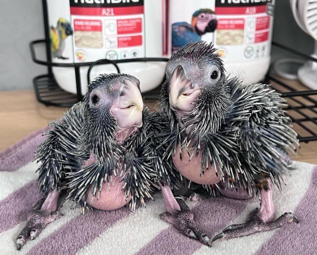 palm cockatoo parrot for sale