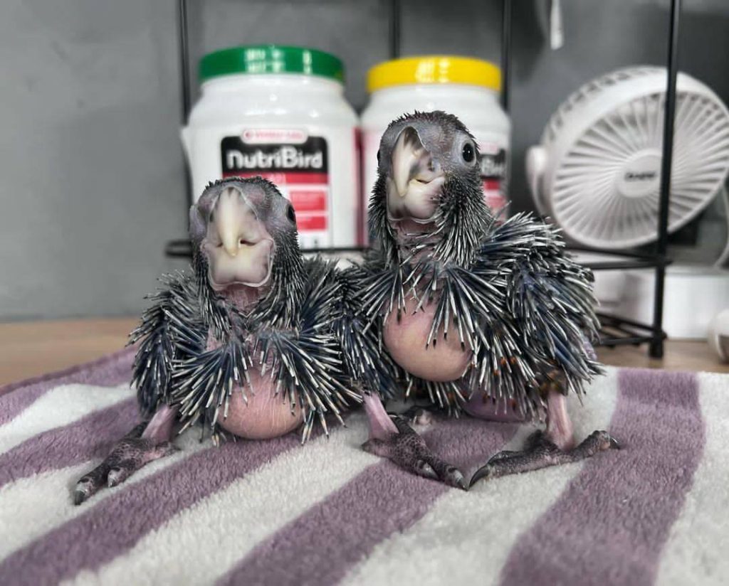 palm cockatoo parrot for sale