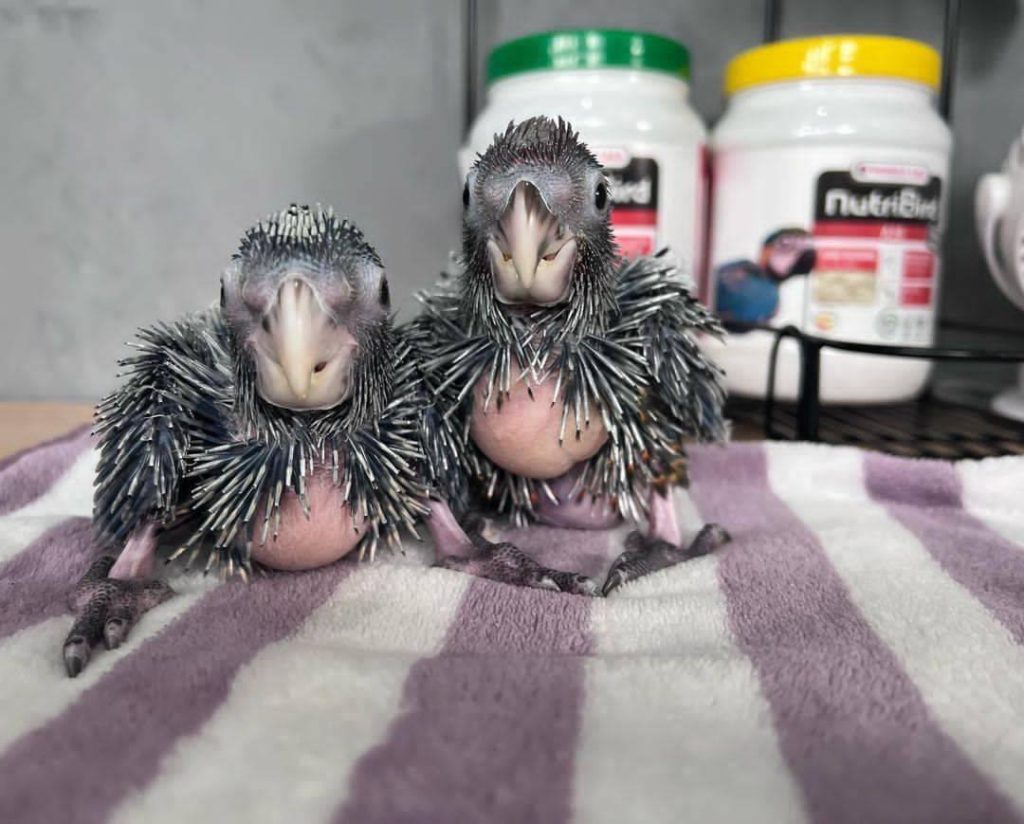 palm cockatoo parrot for sale