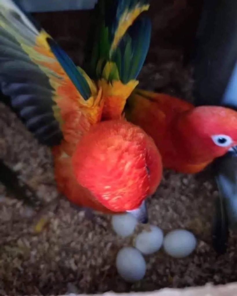 Buy fertile Scarlet Macaw parrot eggs with 100% hatching guarantee from Daniel Max Birds Farm. We ship worldwide—including the UK, USA, Canada & South Africa. Premium quality macaw eggs for sale UK. Order now