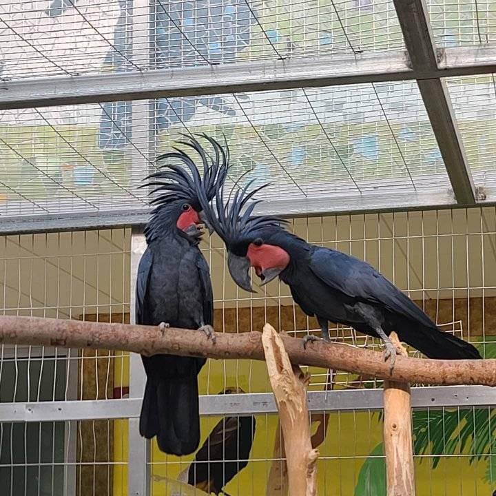 palm cockatoo parrot for sale