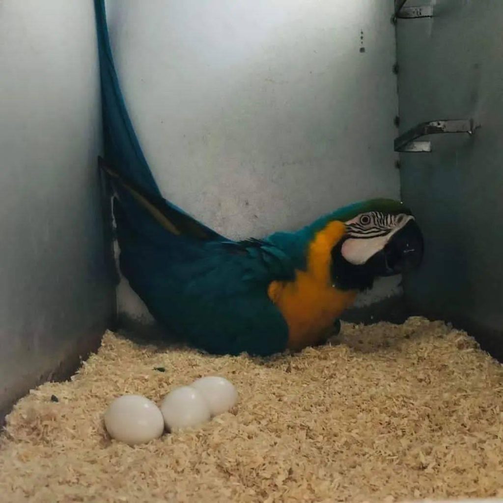 Buy fertile Scarlet Macaw parrot eggs with 100% hatching guarantee from Daniel Max Birds Farm. We ship worldwide including the UK, USA, Canada & South Africa. Premium quality macaw eggs for sale UK. Order now https://danielmaxbirds.com/