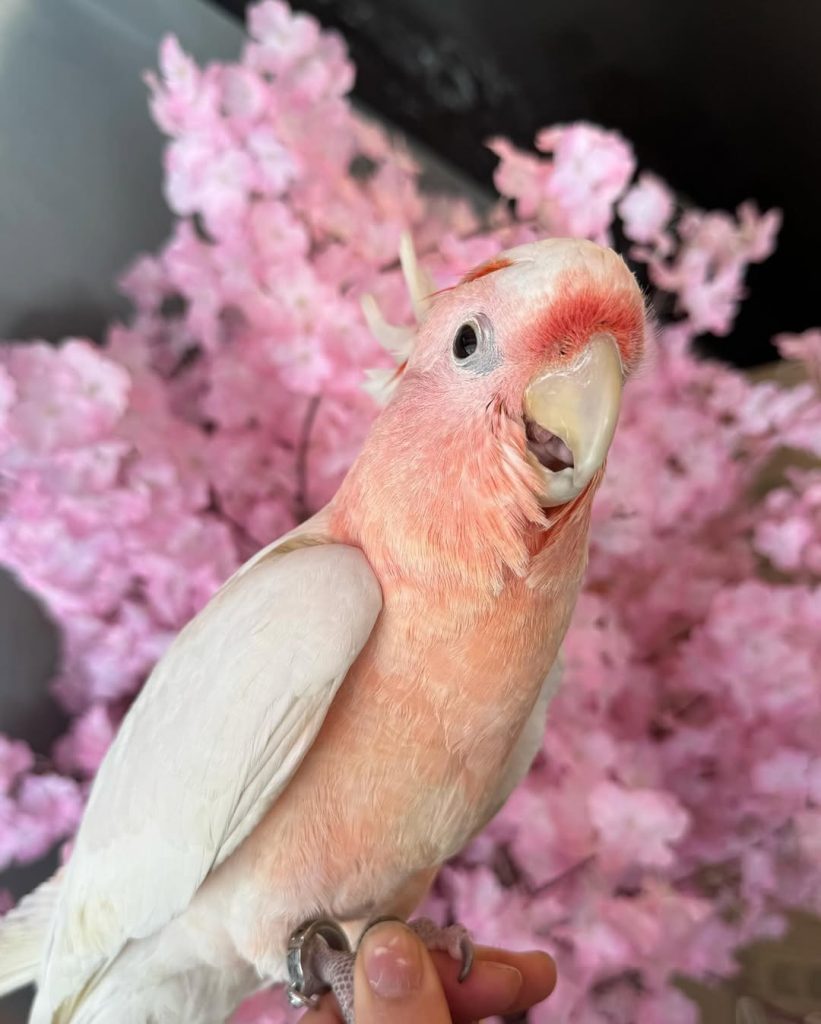 Buy Major Mitchell Cockatoo Online – Hand-Raised, DNA-Sexed & Worldwide Shipping  The Major Mitchell’s Cockatoo – also known as the Pink Cockatoo – is one of the most breathtaking and affectionate birds in the parrot world. With its soft pink feathers and vibrant salmon crest, this exotic cockatoo is as intelligent and charming as it is beautiful.  At Daniel Max Birds Online Shop, we offer Major Mitchell Cockatoos for sale that are ethically bred, hand-tamed, and ready for their forever homes. Whether you're looking for a baby Major Mitchell, an adult, a breeding pair, or fertile cockatoo eggs, we’ve got you covered. Why Buy a Major Mitchell Cockatoo from Daniel Max Birds?      ✅ Hand-raised from birth and trained to interact with humans      ✅ House-trained, cage-trained, and toy-friendly      ✅ Updated on all vaccinations and health checks      ✅ DNA-registered males and females available      ✅ Birds with gentle, social temperaments—great with kids and pets      ✅ Major Mitchell Cockatoo eggs for sale (fertile and guaranteed for hatching)      ✅ Worldwide shipping with complete documentation, including CITES certificates      🛒 Buy Major Mitchell Cockatoo Online today and experience the rare joy of owning one of the world’s most stunning parrots.  Available Options  At Daniel Max Birds, you can choose from:      🐣 Baby Major Mitchell Cockatoos for sale – Hand-fed and human-bonded      🥚 Major Mitchell Cockatoo eggs for sale – Carefully packaged and shipped worldwide      👨‍👩‍👧‍👦 Adult birds – Ideal for companionship or breeding      💞 Breeding pairs – Matched for temperament and compatibility  Each bird comes with:      📄 Health certificate and DNA sexing paperwork      🧾 Feeding and care instructions      🚚 Safe, temperature-controlled shipping worldwide  Everything You Need in One Place  To ensure your cockatoo thrives, we also offer:      🏠 Cockatoo Cages for Sale – Spacious, escape-proof cages designed for cockatoos      🥬 Cockatoo Food and Supplements – Balanced, species-appropriate nutrition      🎠 Durable toys and enrichment tools for a happy, active bird  Looking to buy from the UK, USA, Canada, or Australia? We provide secure delivery and full documentation for Major Mitchell Cockatoos for sale worldwide. Ethical Breeding & Global Delivery  All birds are raised in clean, species-appropriate aviaries under expert care. We follow strict ethical breeding standards and all international regulations for safe and legal transport.  Our worldwide delivery service includes:      ✔️ Legal CITES permits      ✔️ Vet health certification      ✔️ Safe, climate-controlled travel      ✔️ Follow-up care guidance      Learn more about this stunning species from the Australian Museum’s Major Mitchell Cockatoo resource.  Limited Availability – Reserve Yours Today  Due to their rarity and beauty, Major Mitchell Cockatoos sell out quickly. Whether you're looking to adopt a pink cockatoo, purchase Major Mitchell eggs, or start a breeding pair, act fast.      ✅ Trusted source for exotic birds     ✅ Expert after-sale care     ✅ Transparent pricing & live support  📦 Buy Major Mitchell Cockatoo Online Now at Daniel Max Birds – Trusted by bird lovers around the globe.